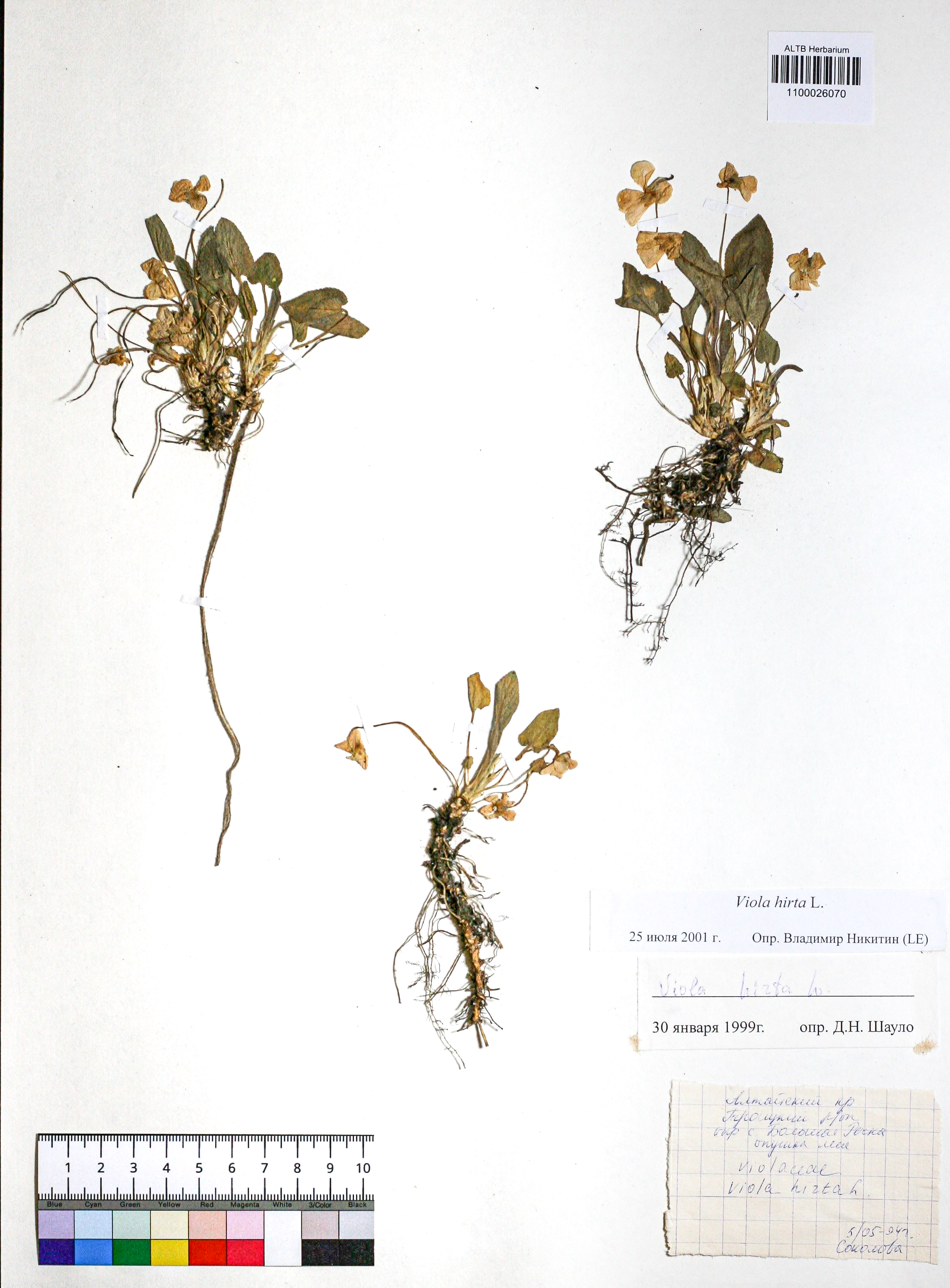Viola hirta L.