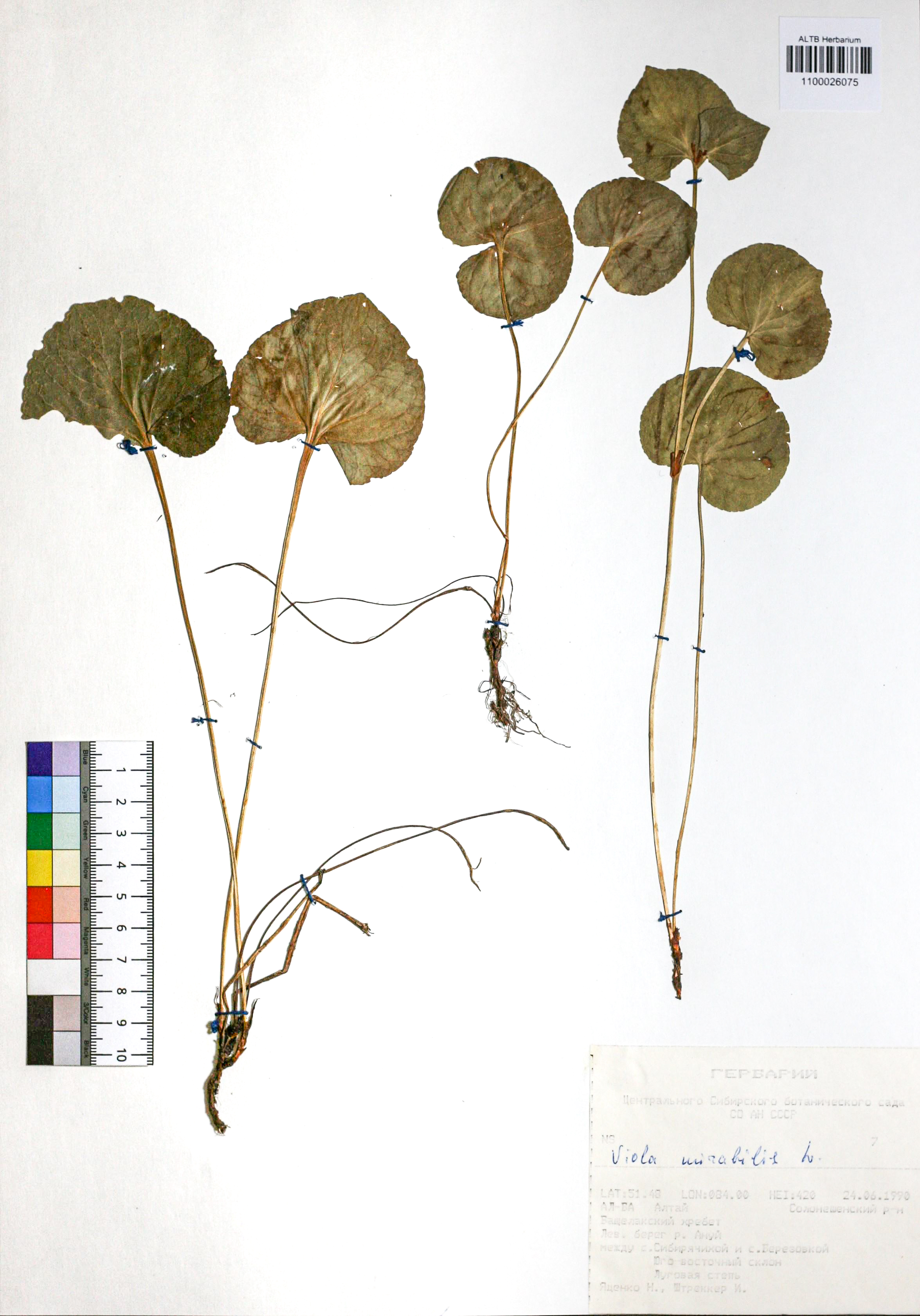 Viola mirabilis L.