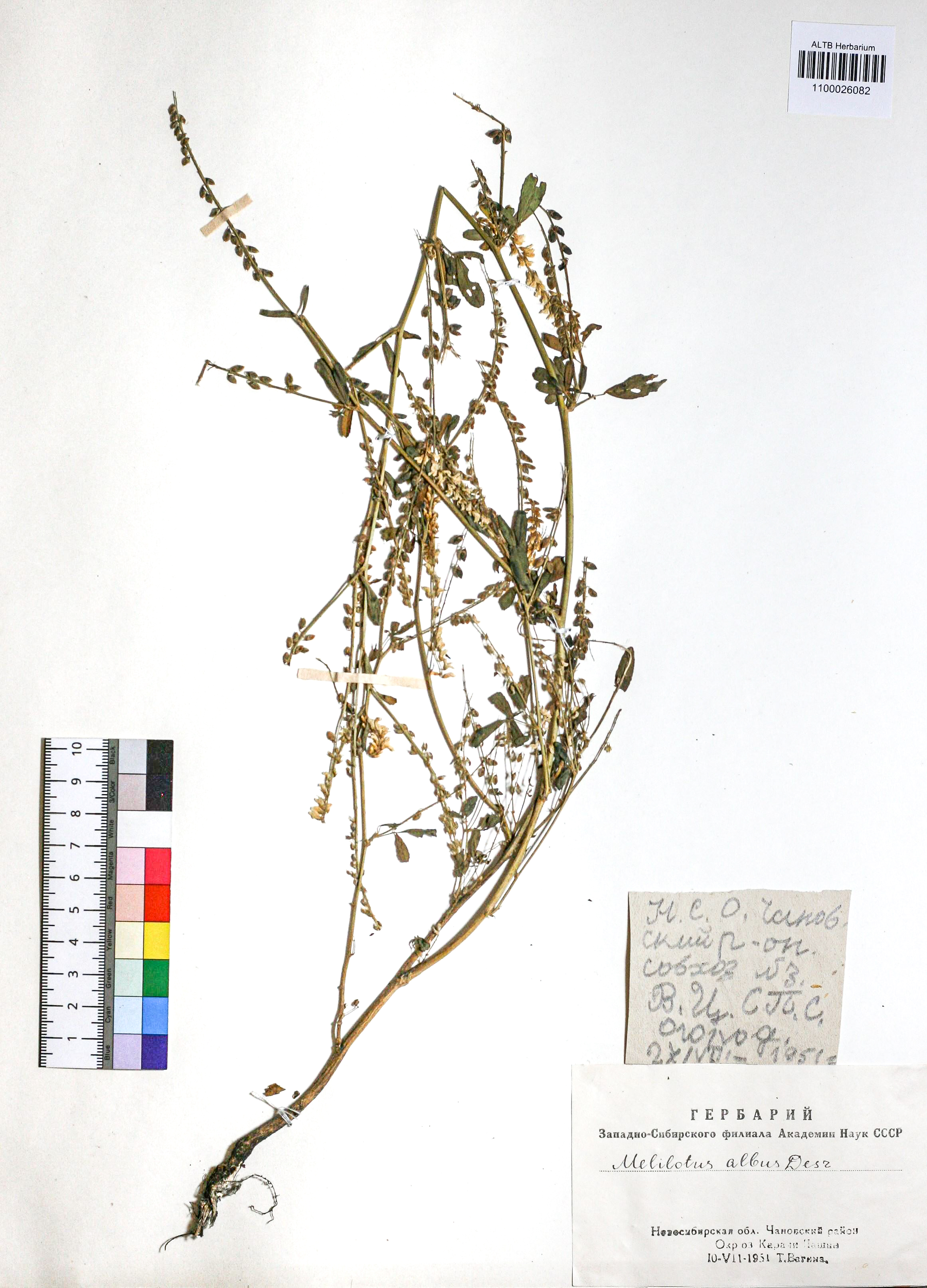 Melilotus albus Medik.