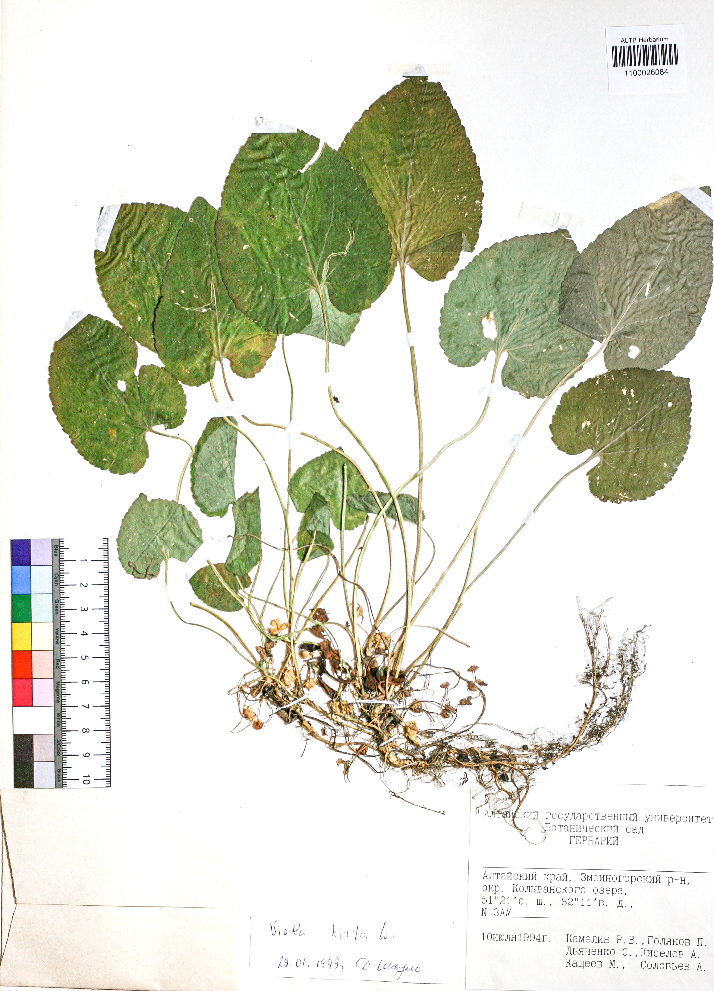 Viola hirta L.