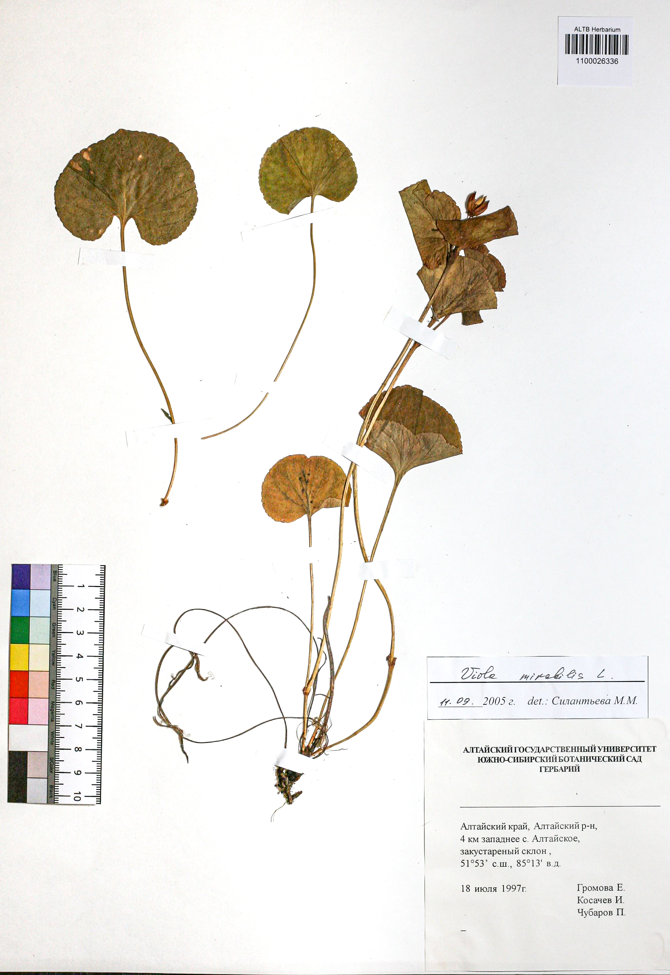 Viola mirabilis L.