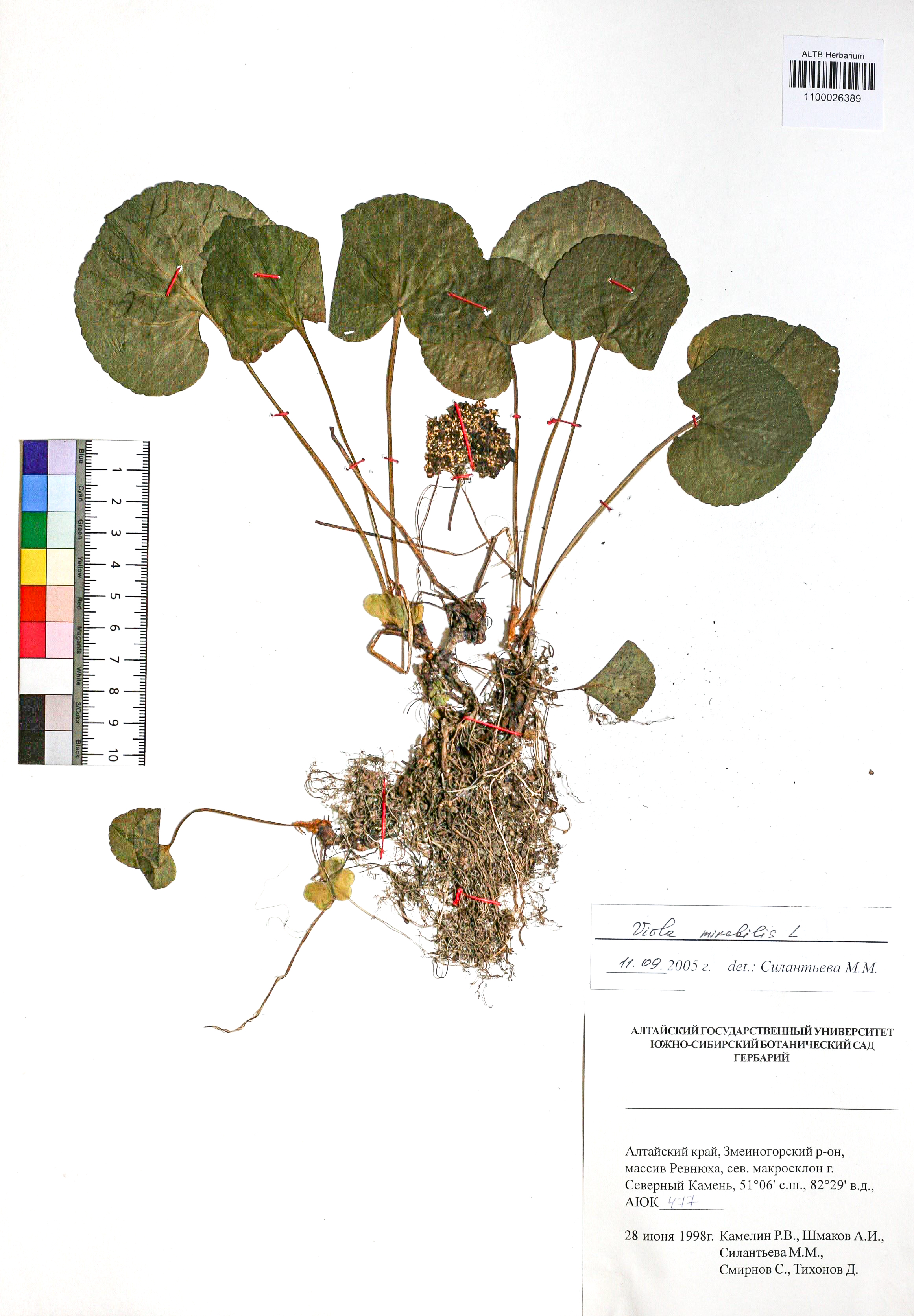 Viola mirabilis L.