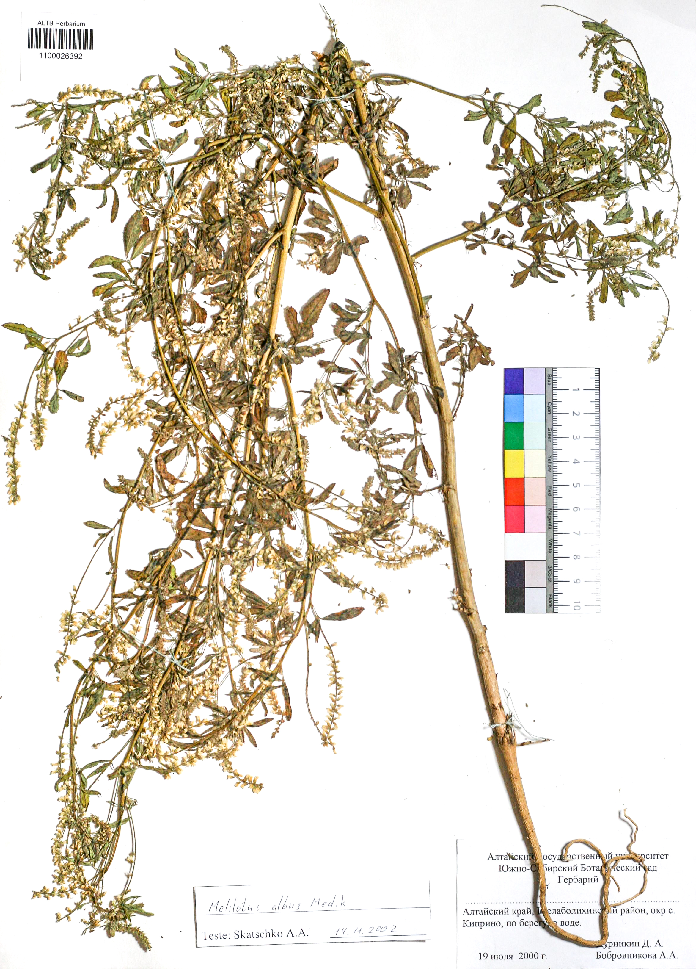 Melilotus albus Medik.