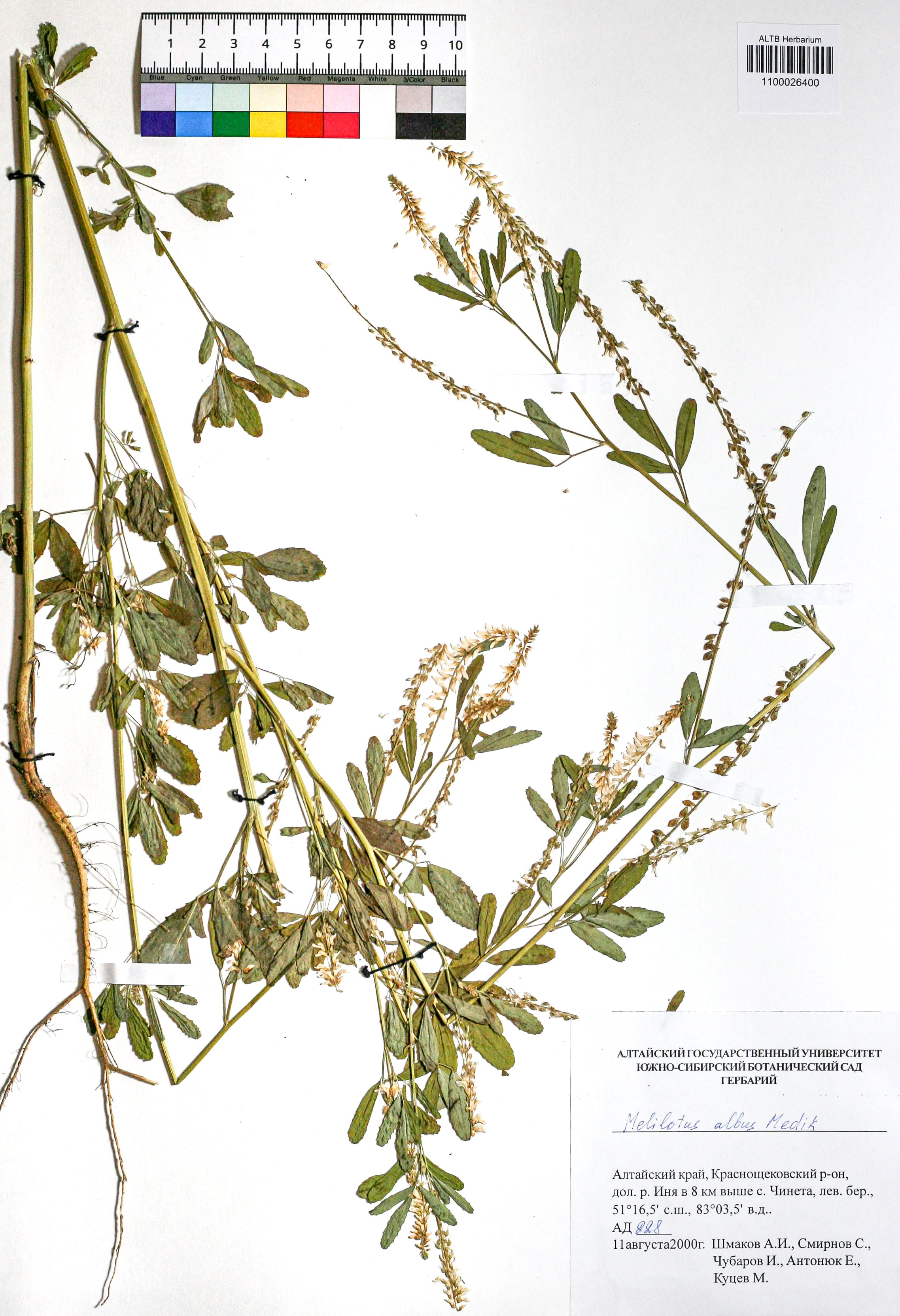 Melilotus albus Medik.
