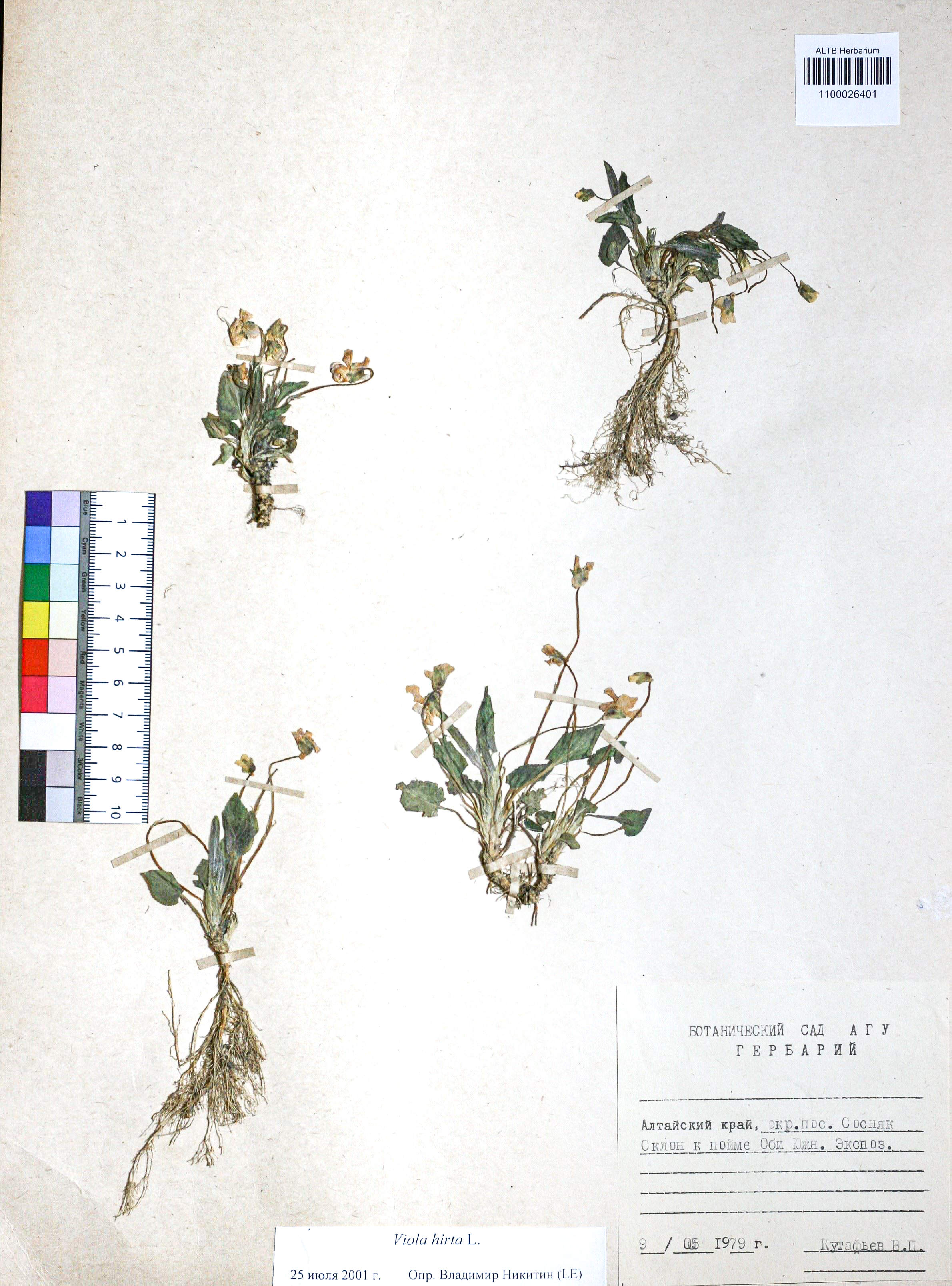 Viola hirta L.