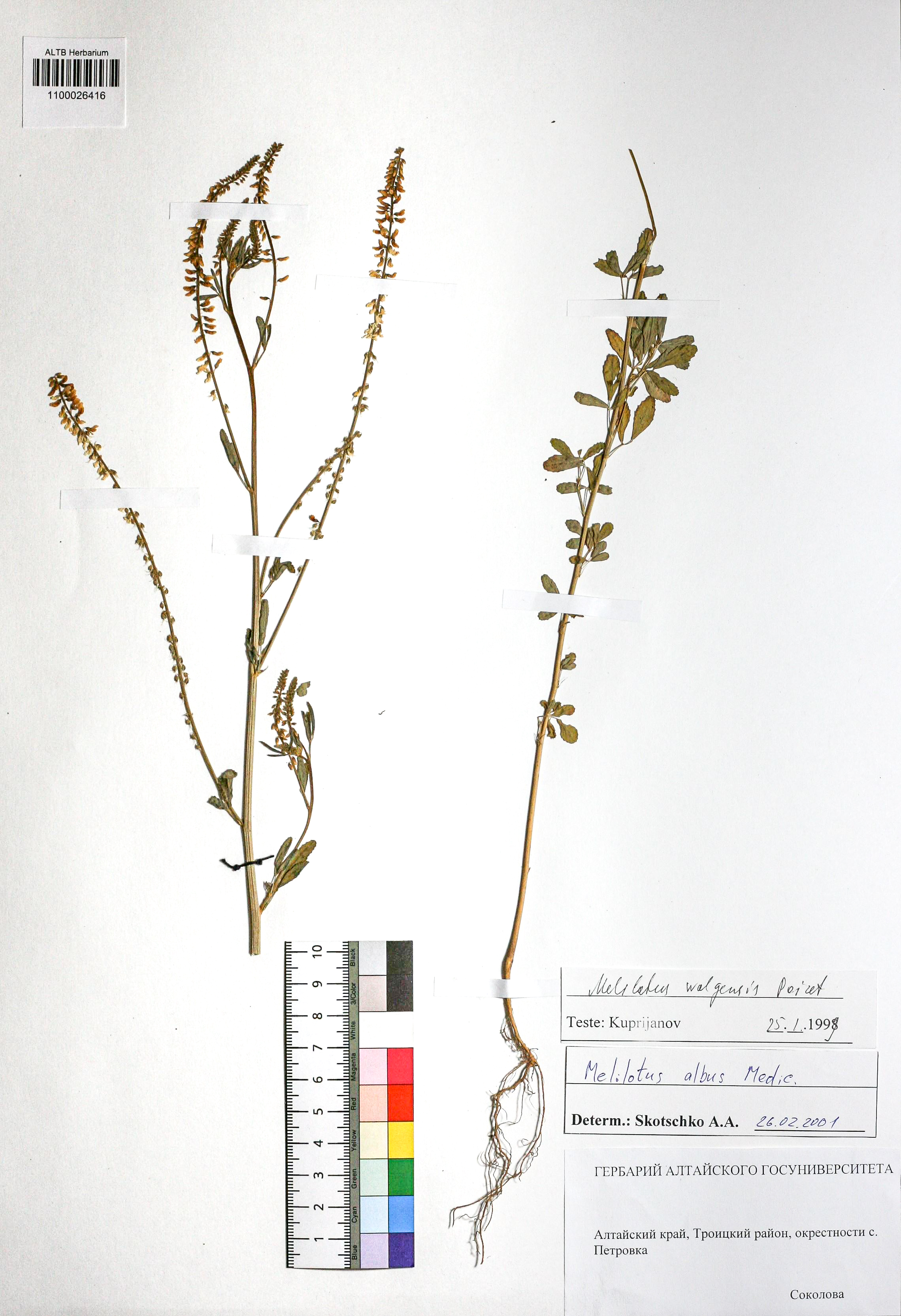 Melilotus albus Medik.