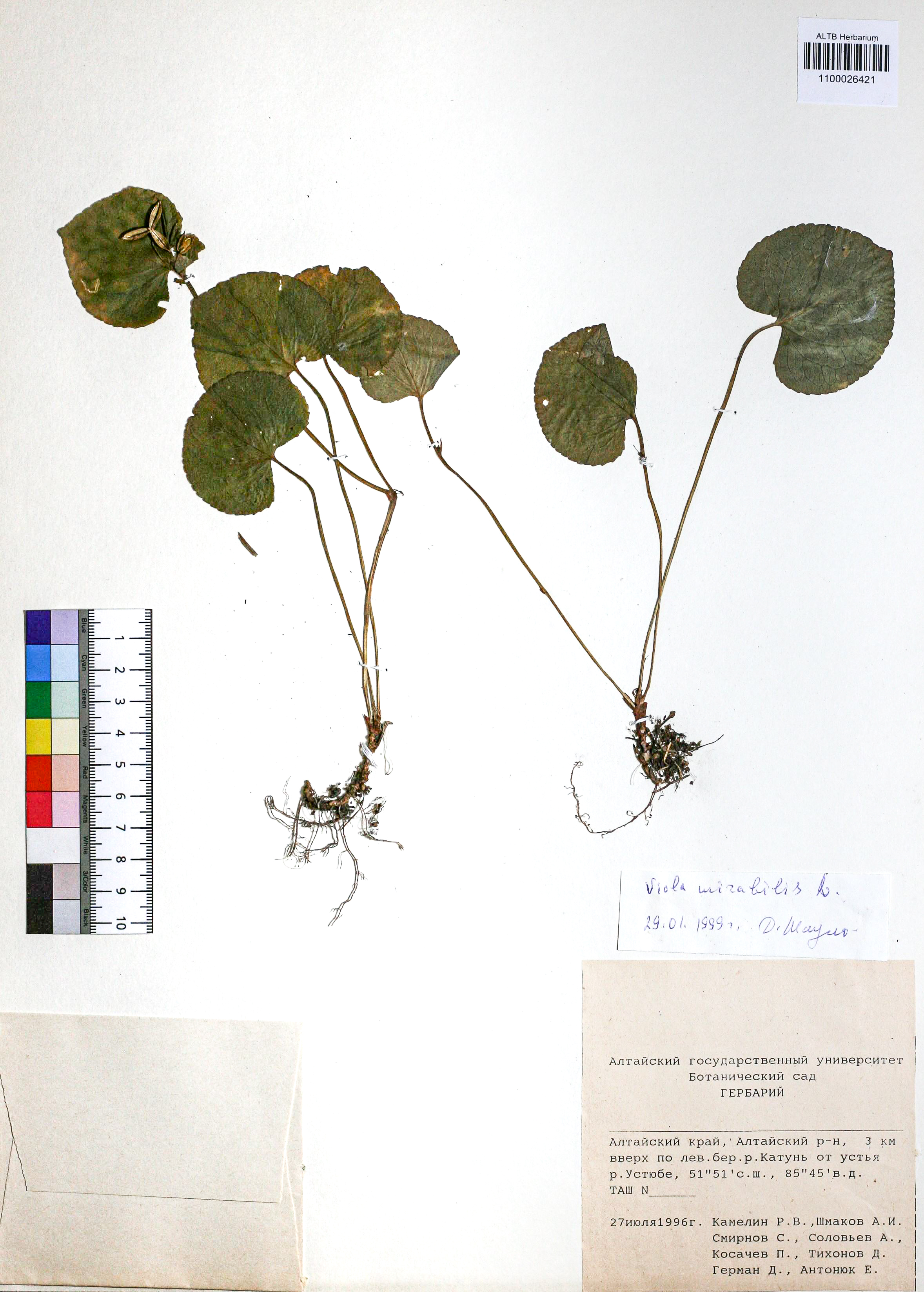 Viola mirabilis L.