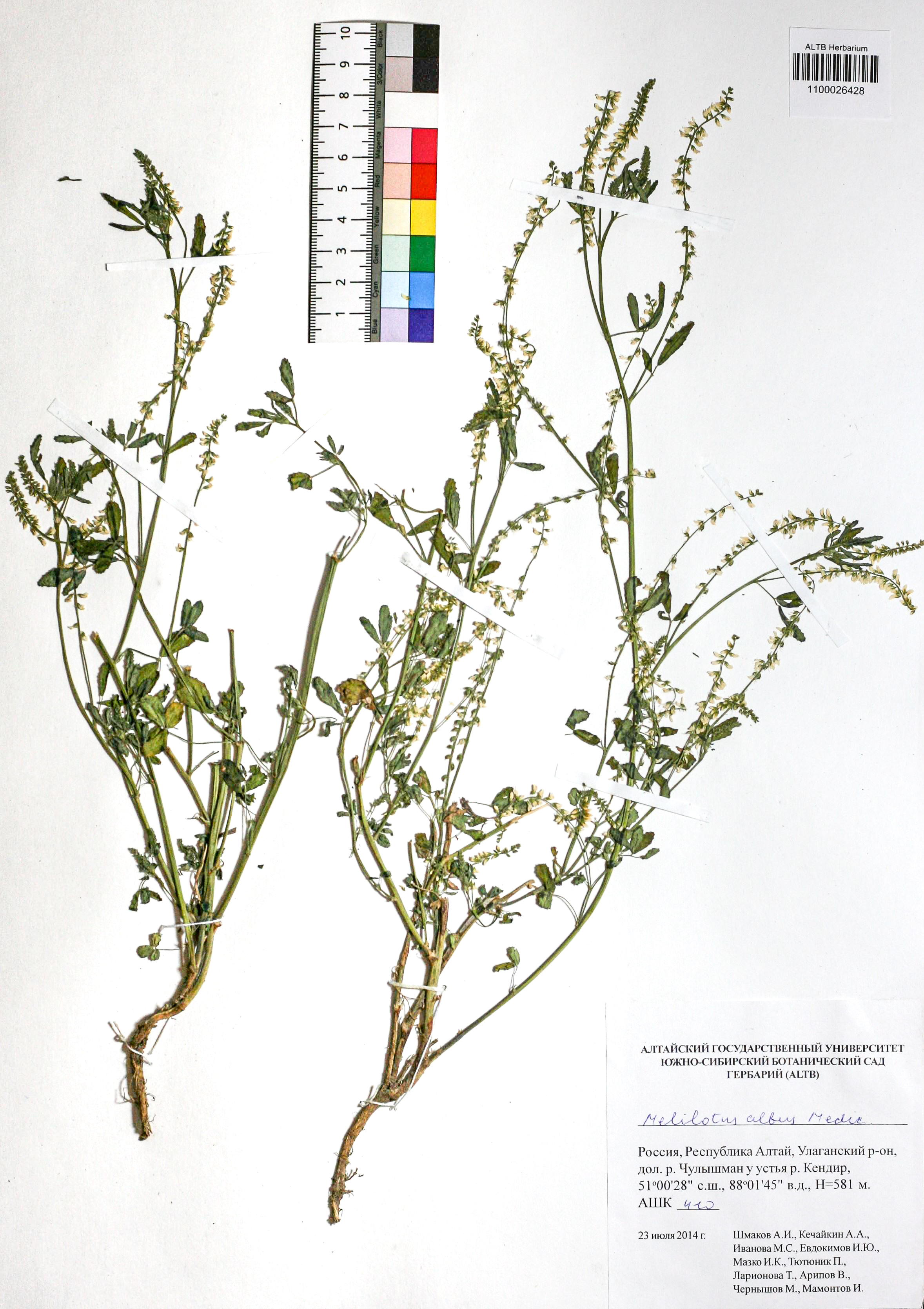 Melilotus albus Medik.