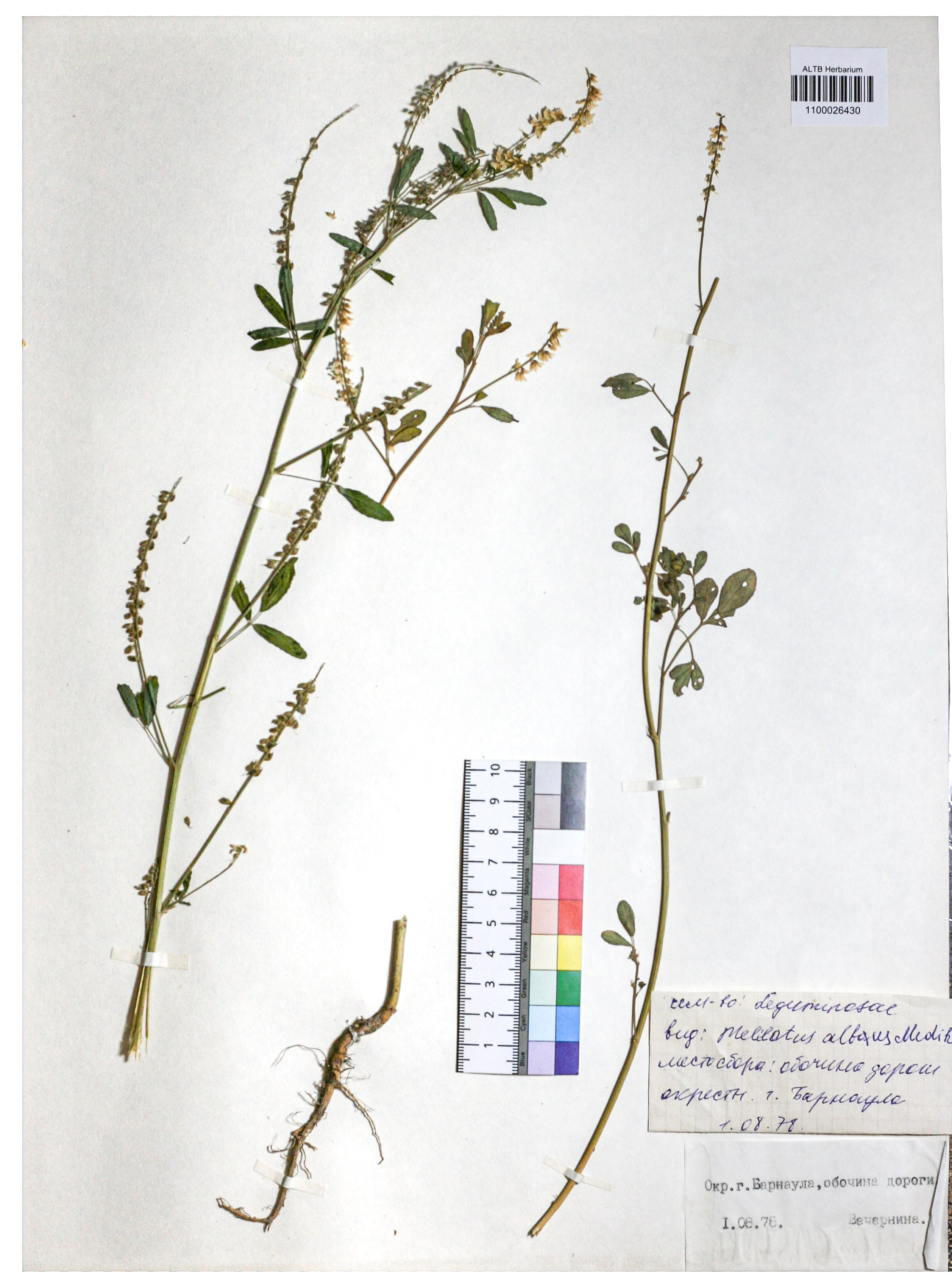 Melilotus albus Medik.