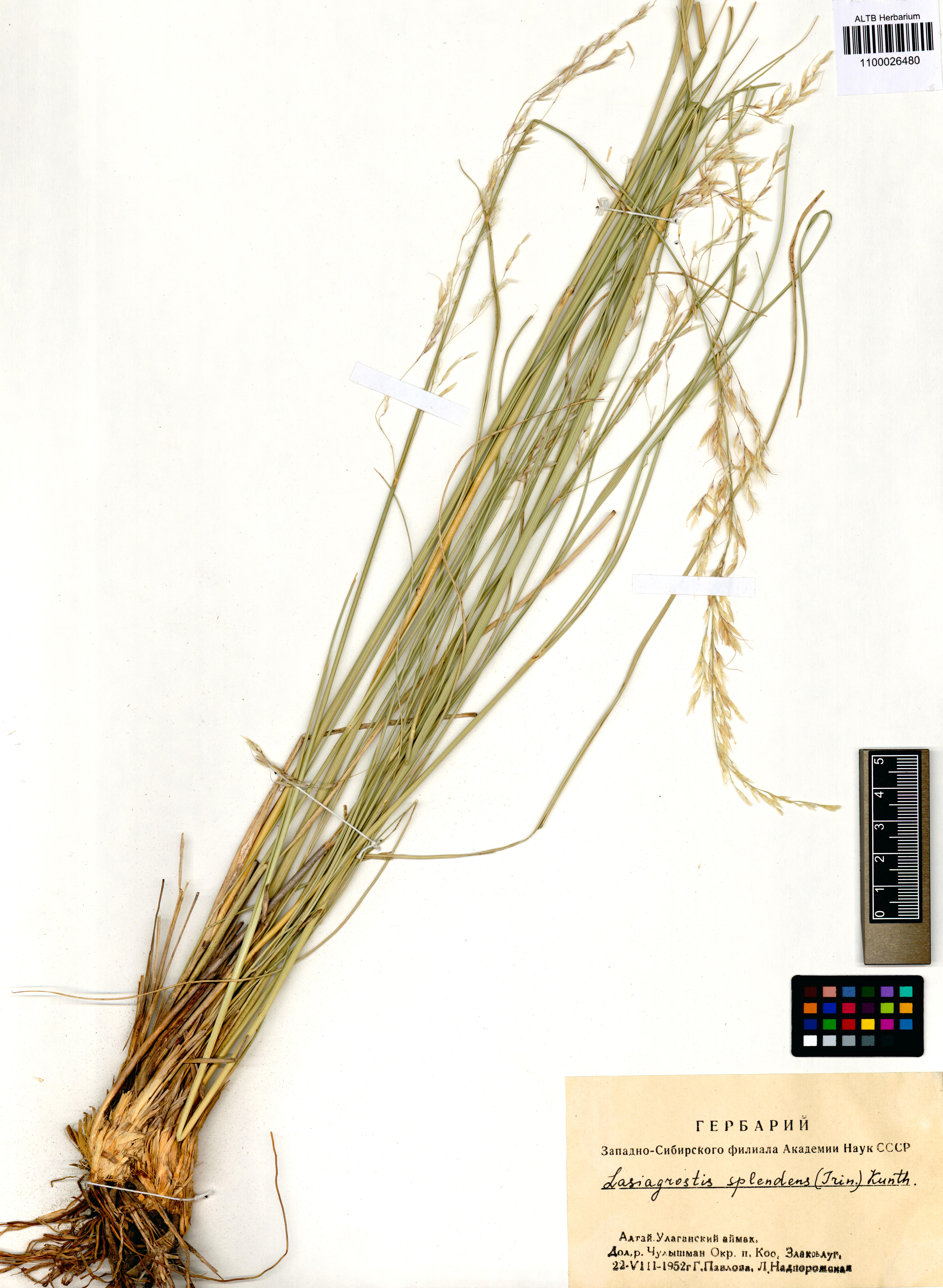 Achnatherum splendens (Trin.) Nevski