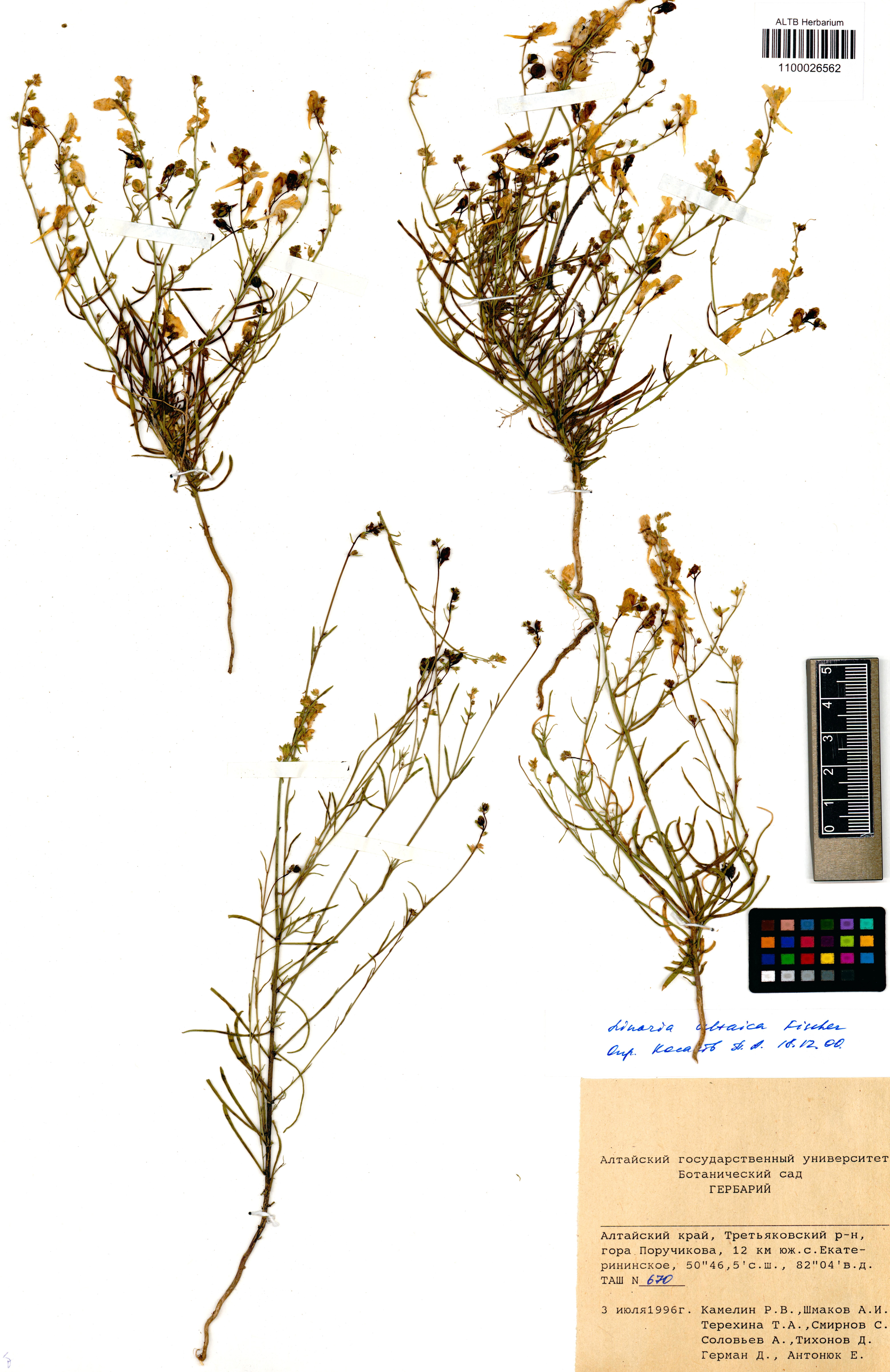 Linaria altaica Fisch. ex Ledeb.
