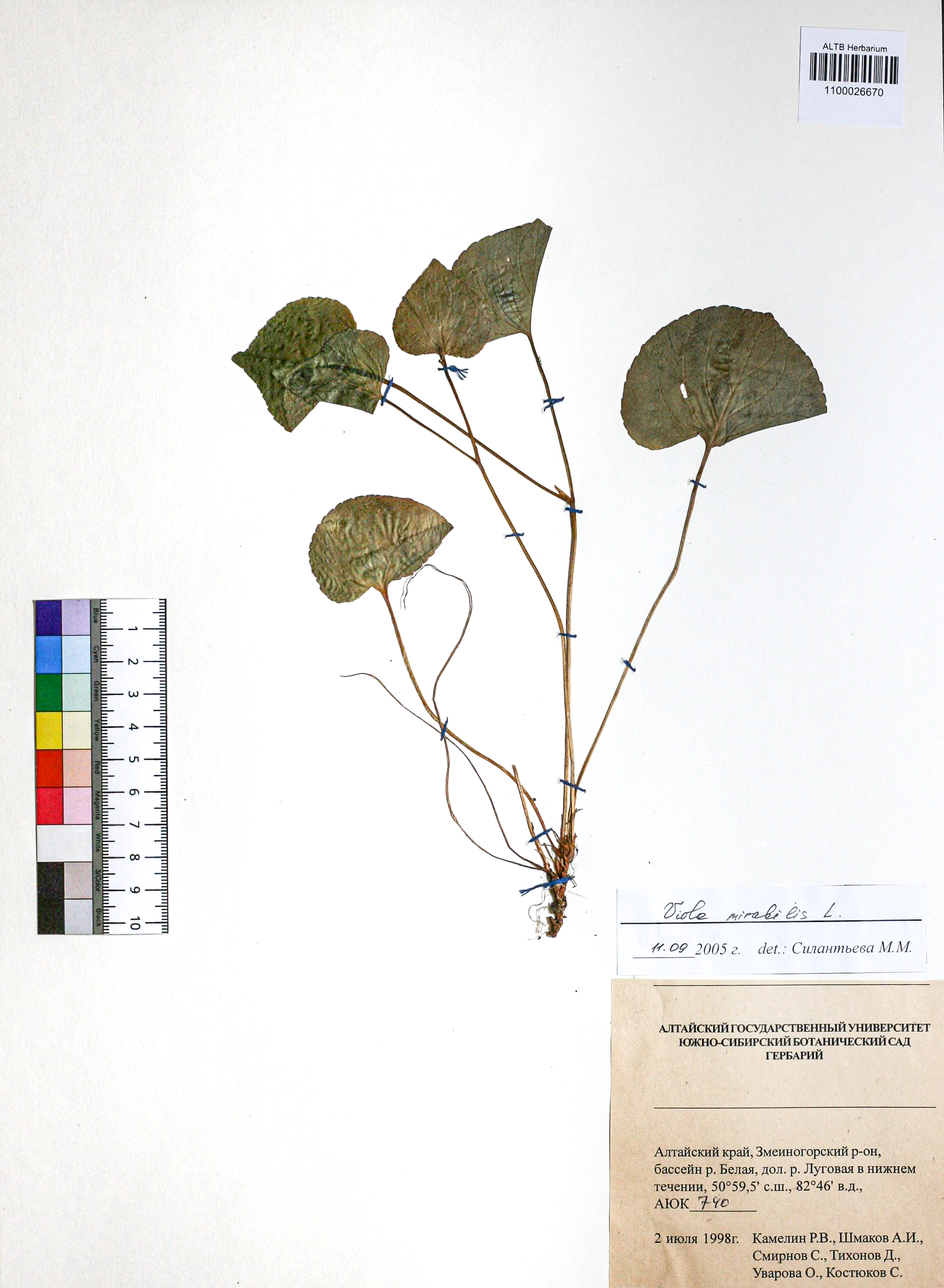 Viola mirabilis L.