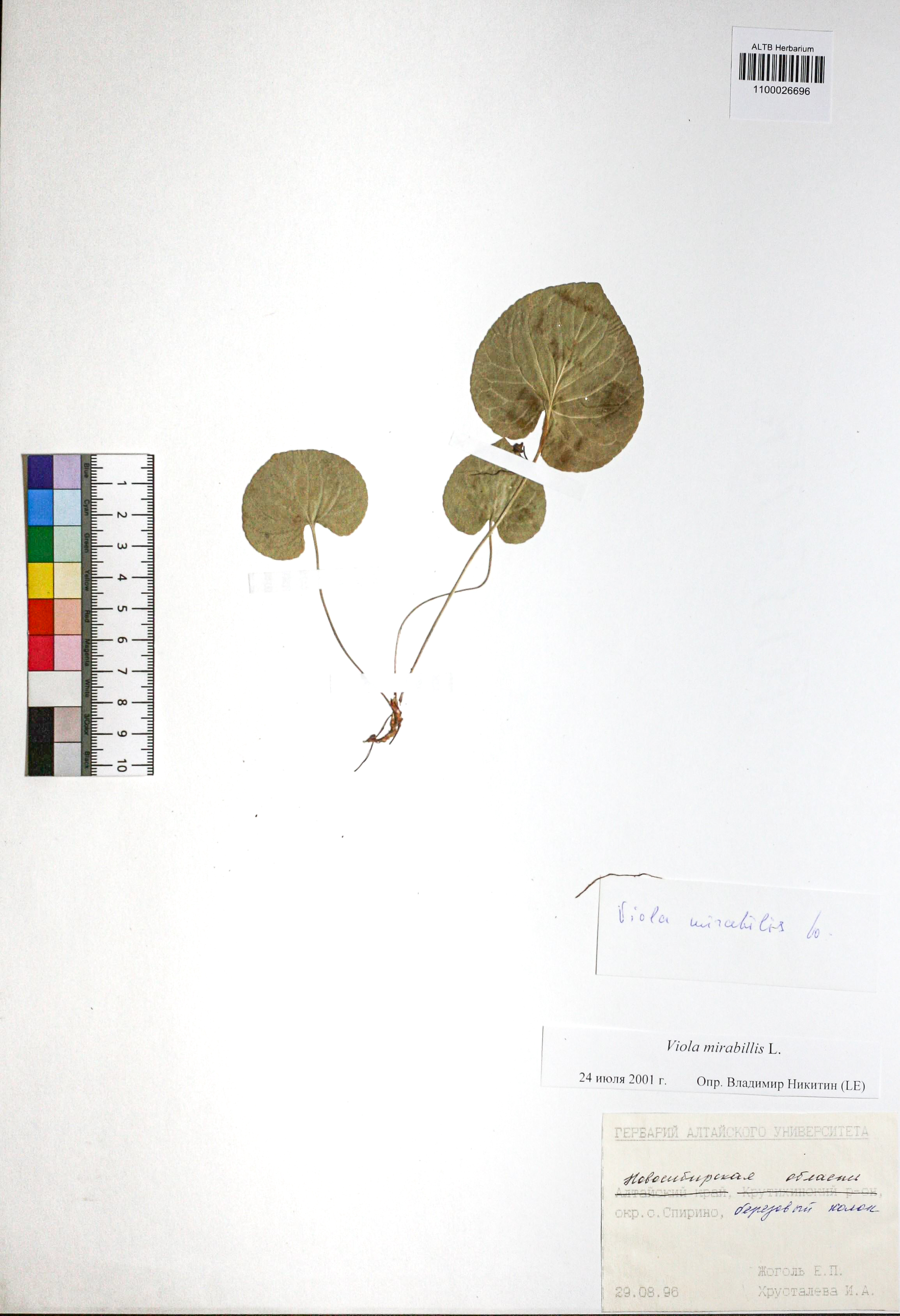 Viola mirabilis L.