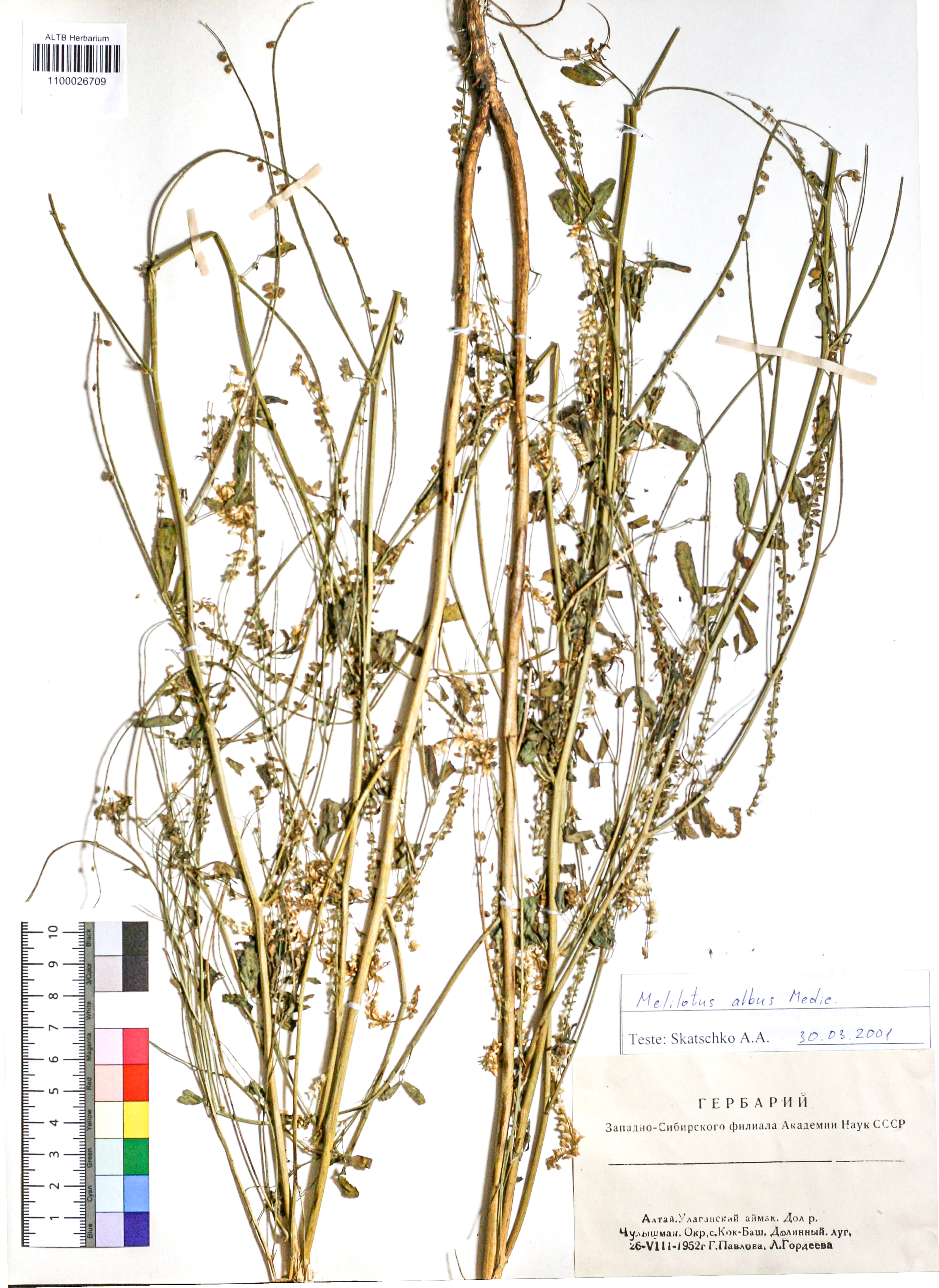 Melilotus albus Medik.