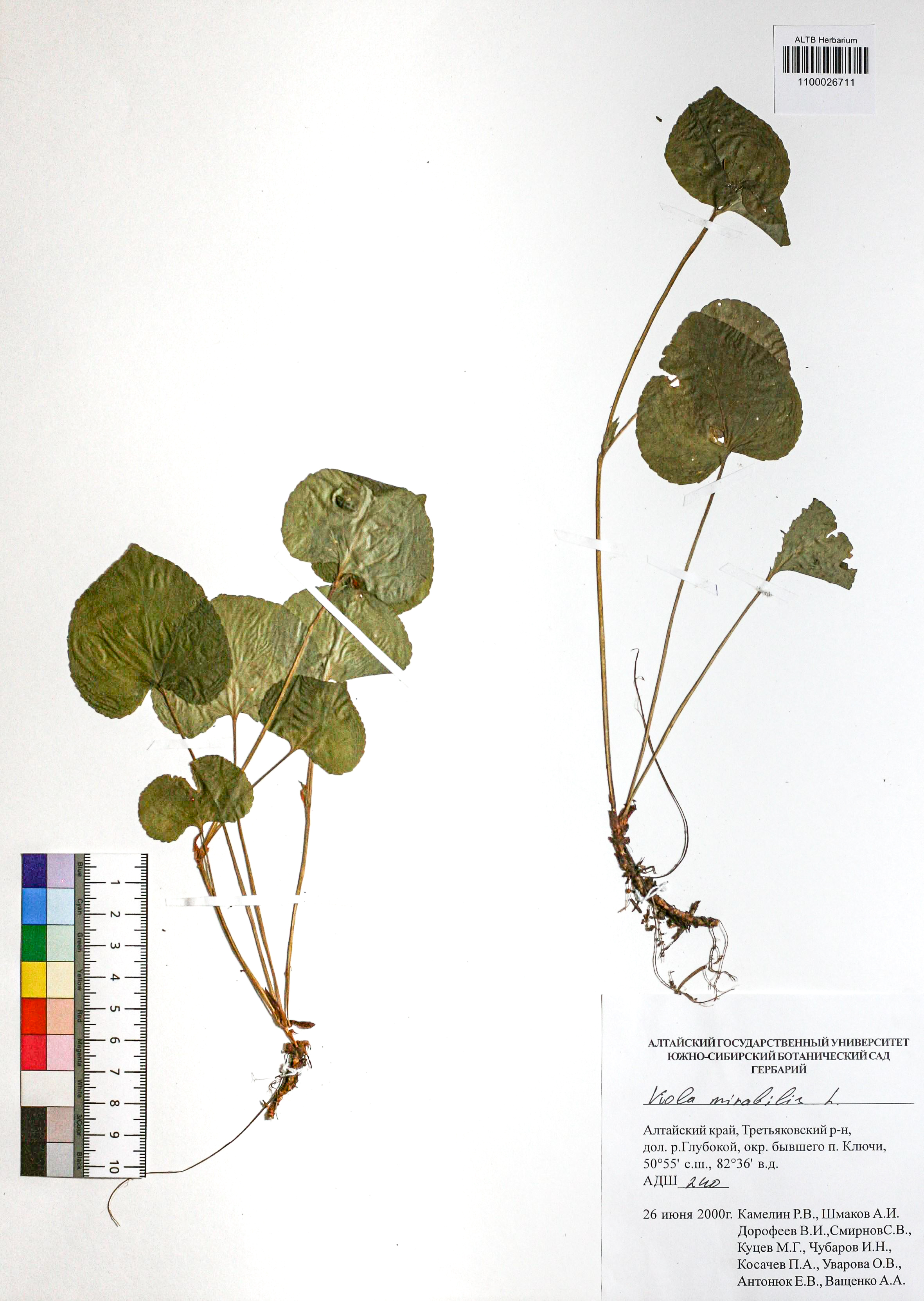 Viola mirabilis L.