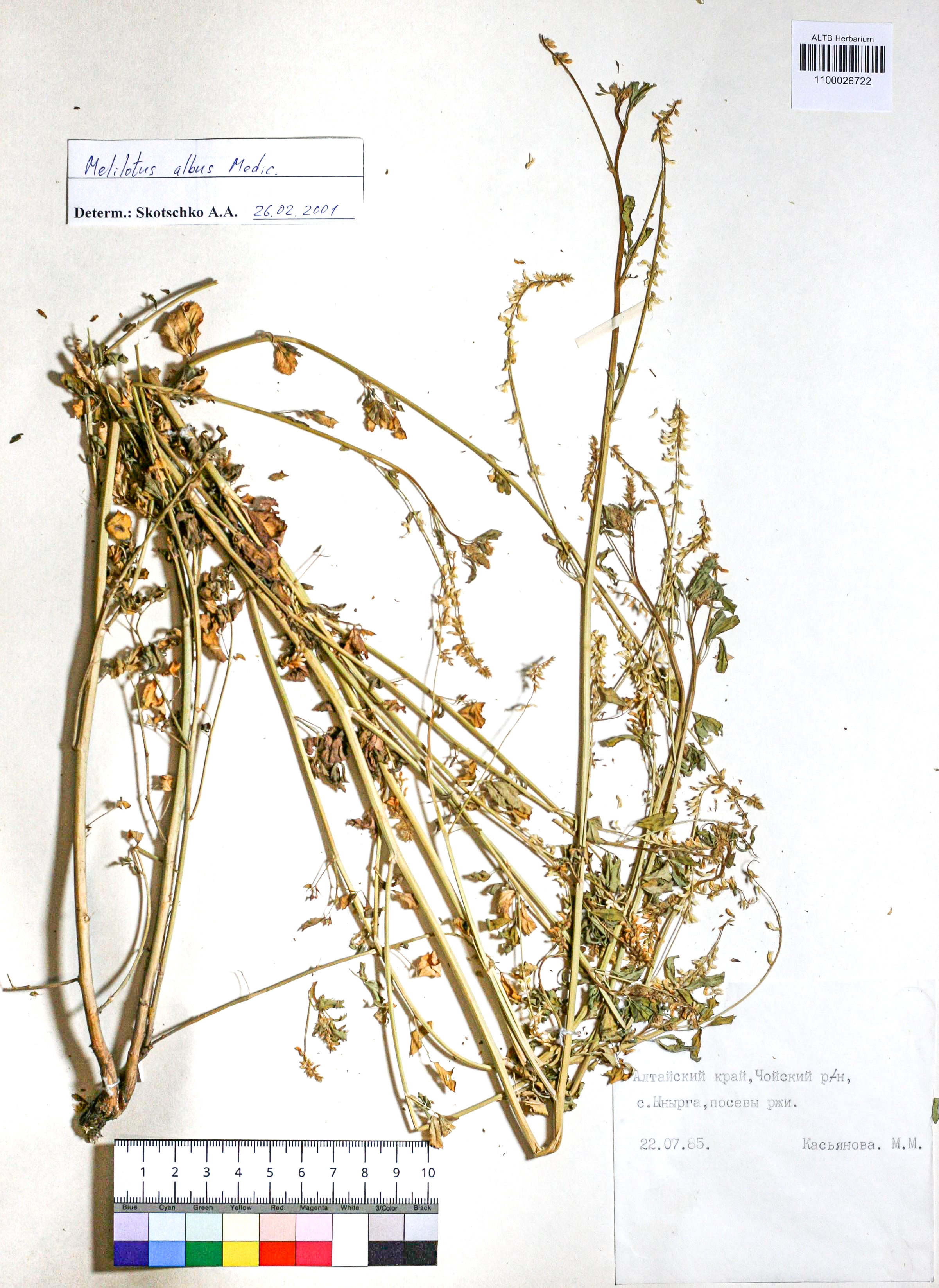 Melilotus albus Medik.