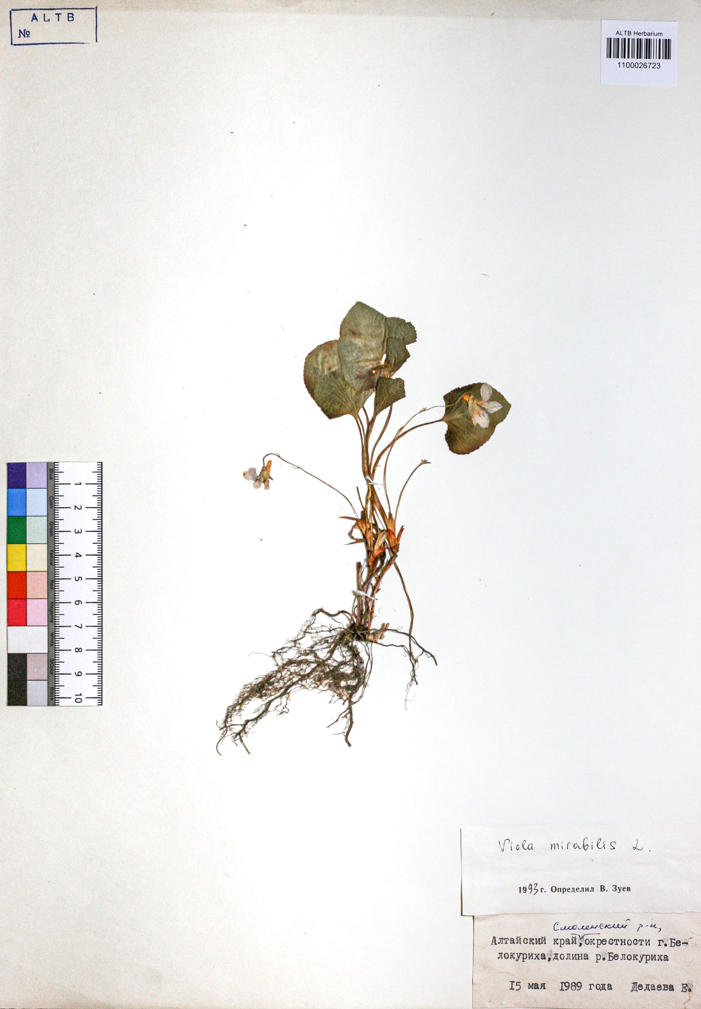 Viola mirabilis L.