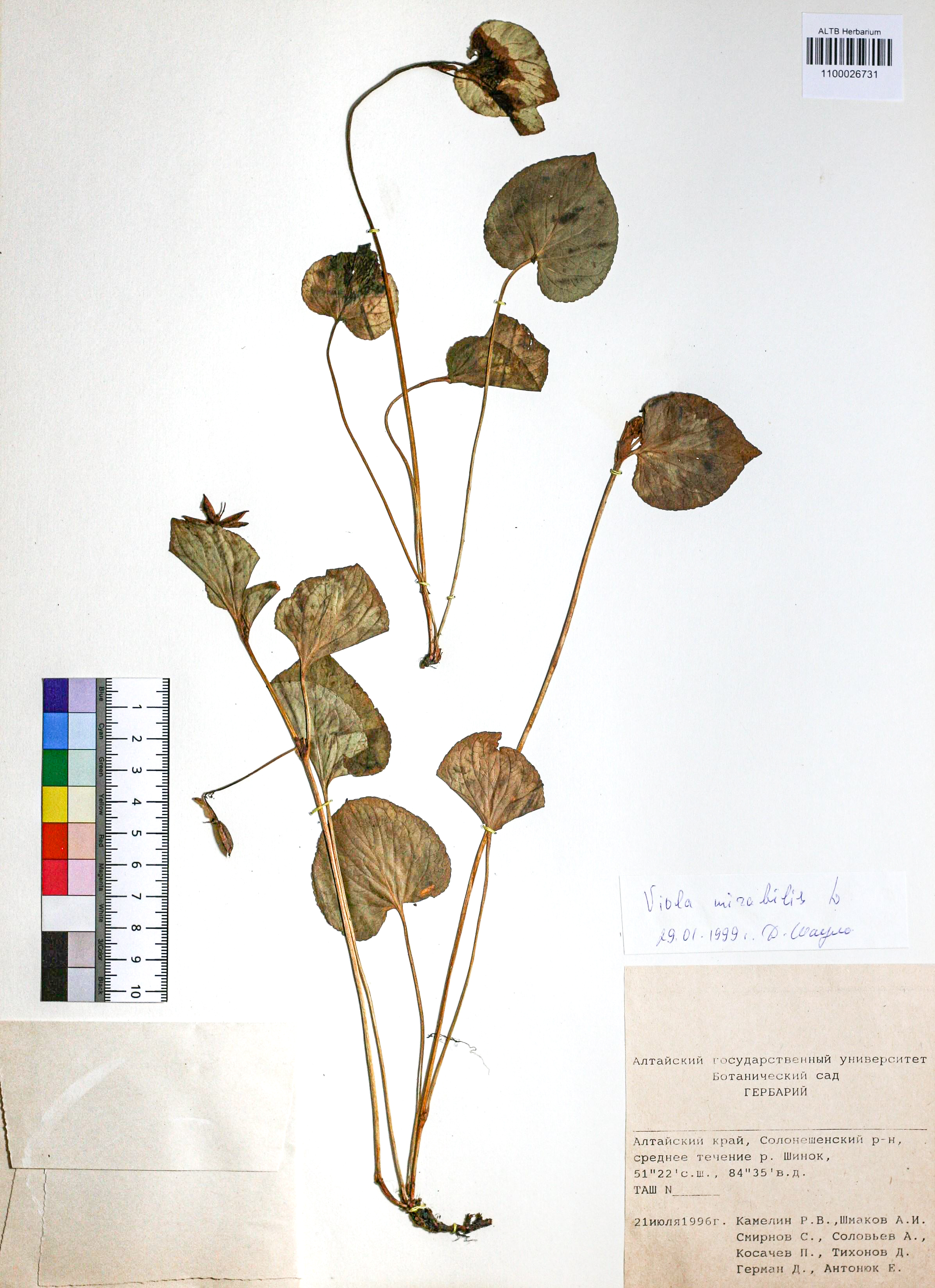 Viola mirabilis L.