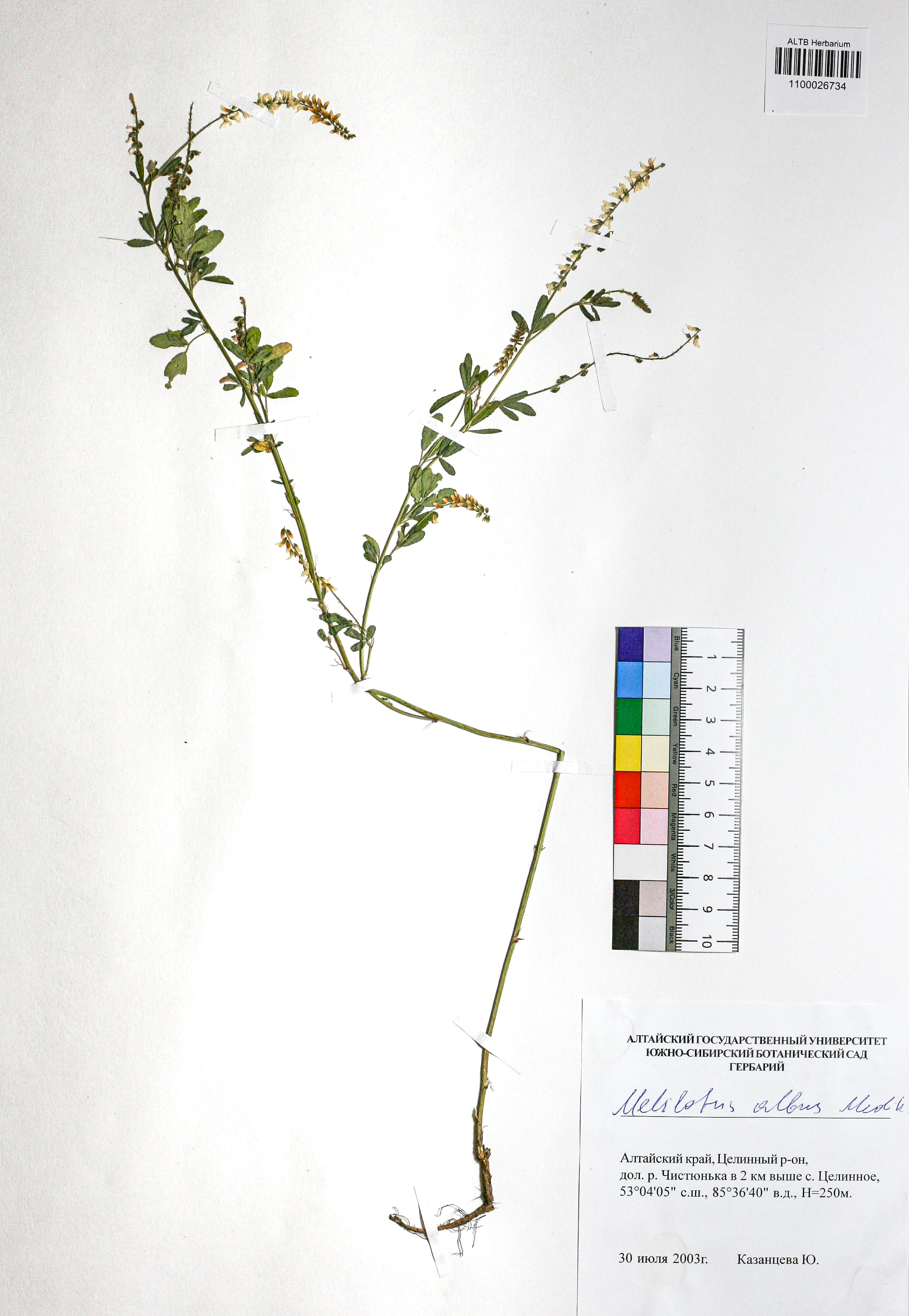 Melilotus albus Medik.