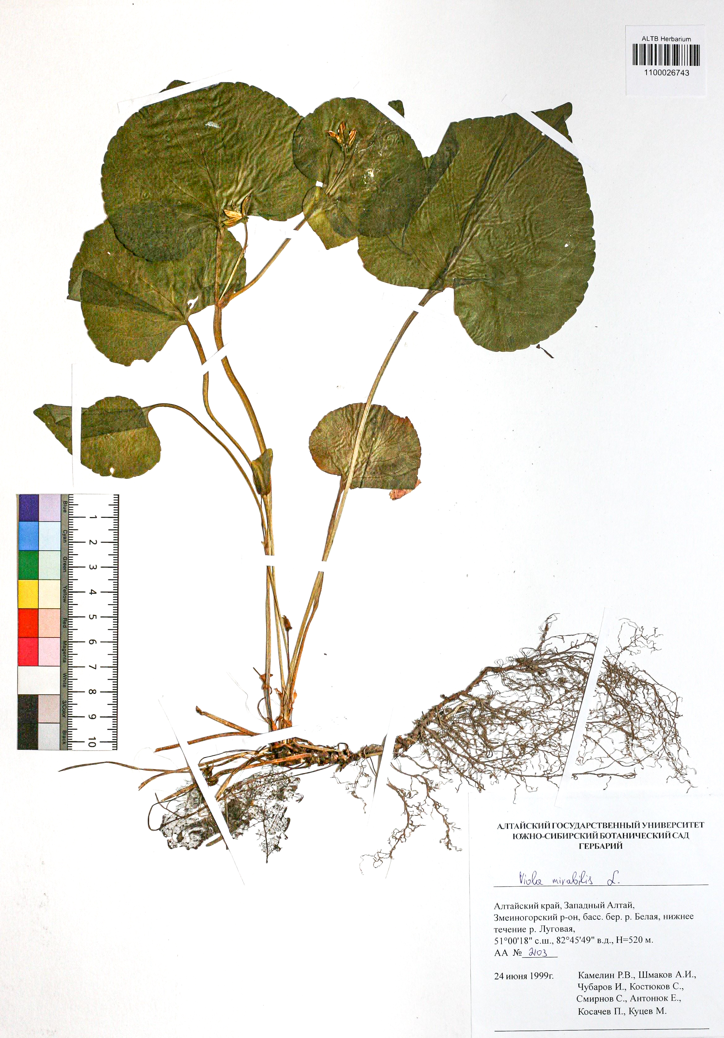 Viola mirabilis L.