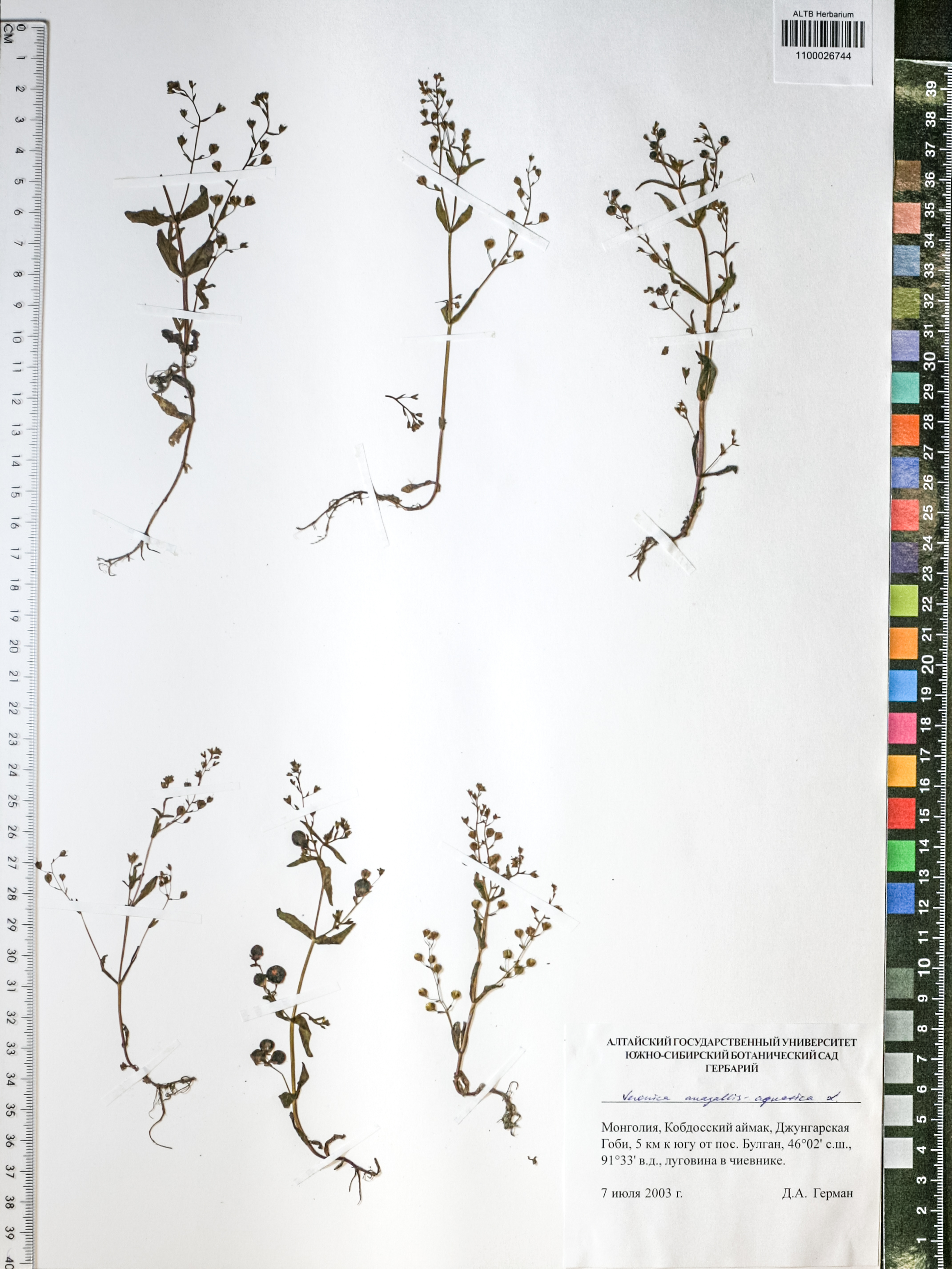 Veronica anagallis-aquatica L.