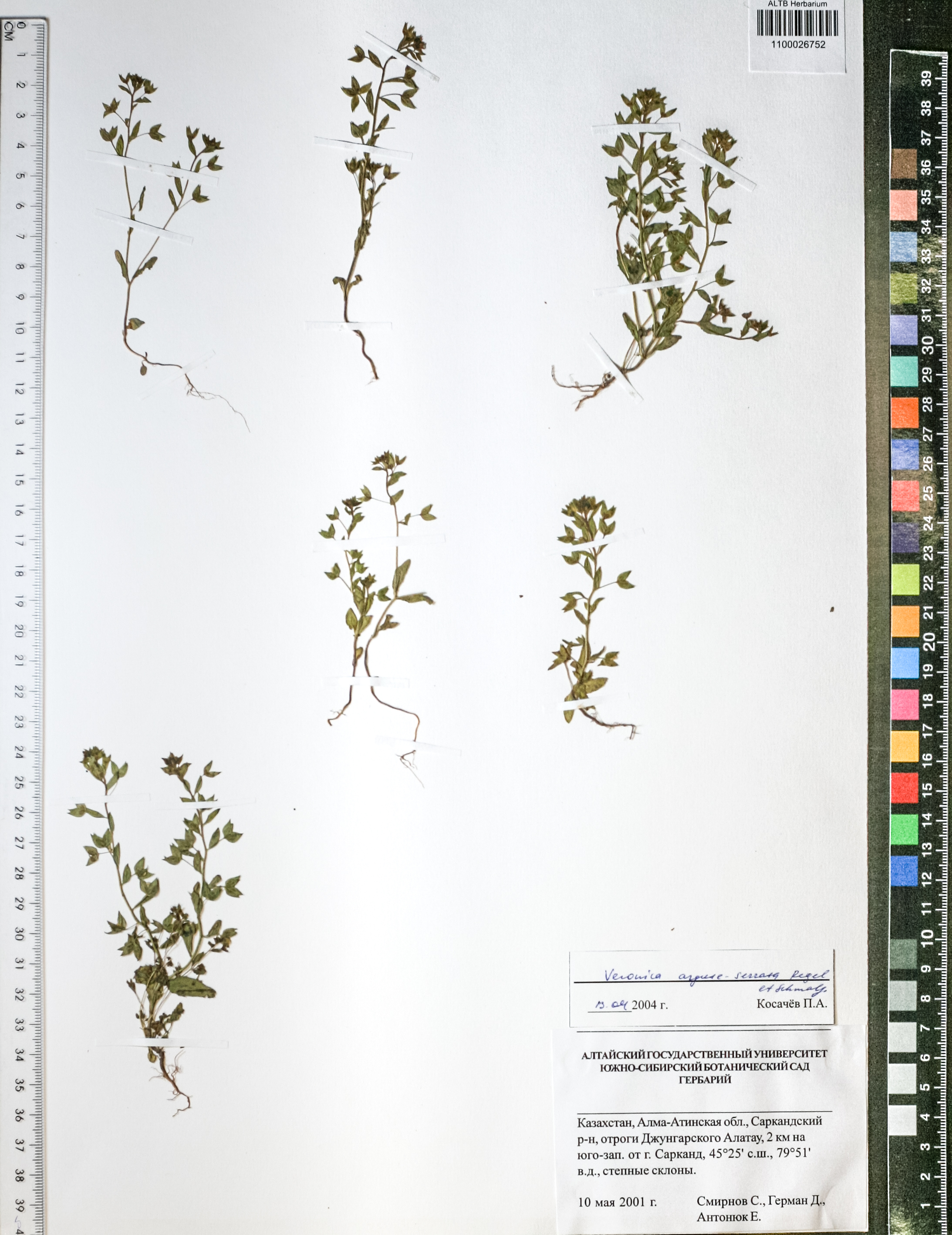 Veronica anagallis-aquatica L.