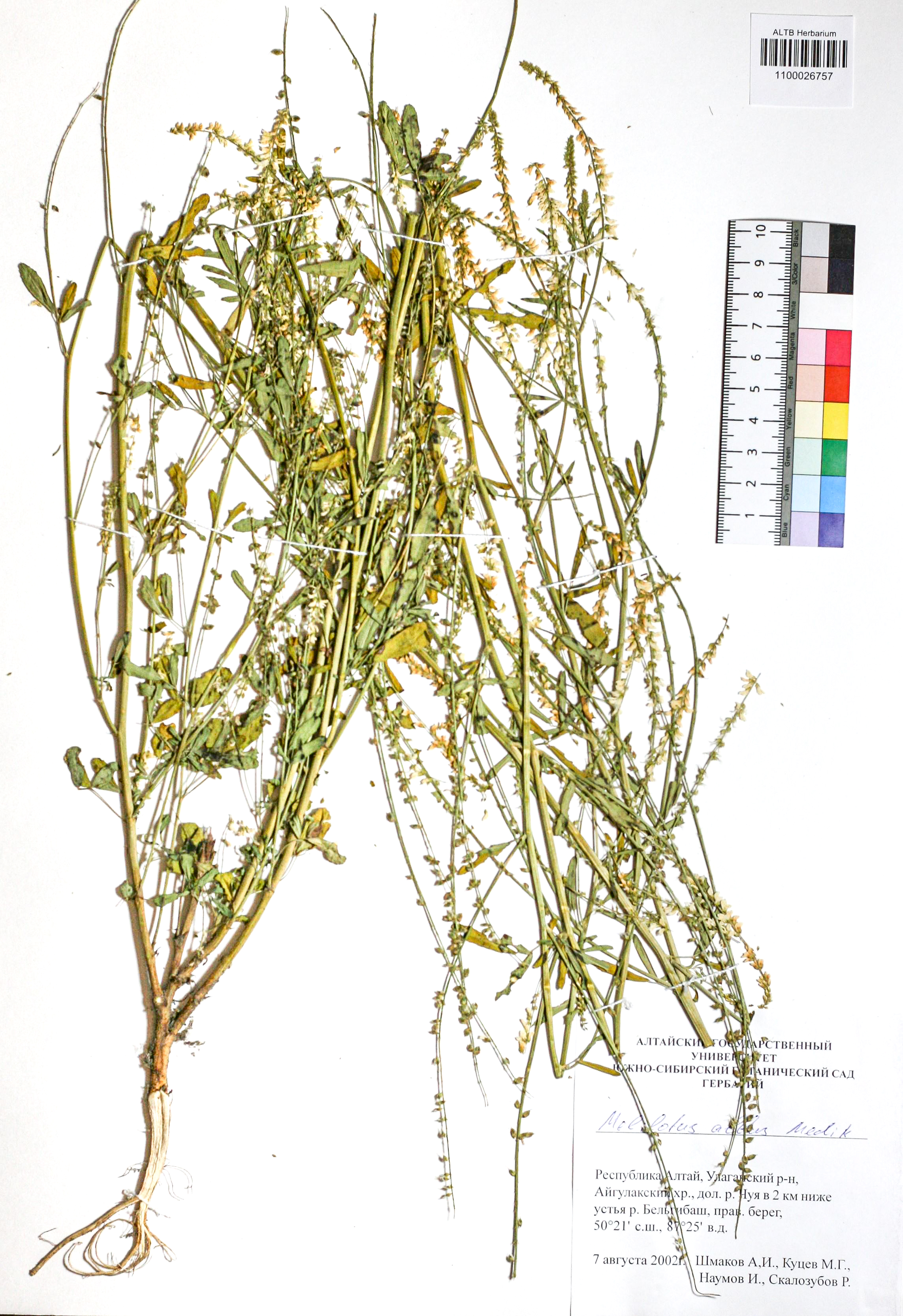 Melilotus albus Medik.
