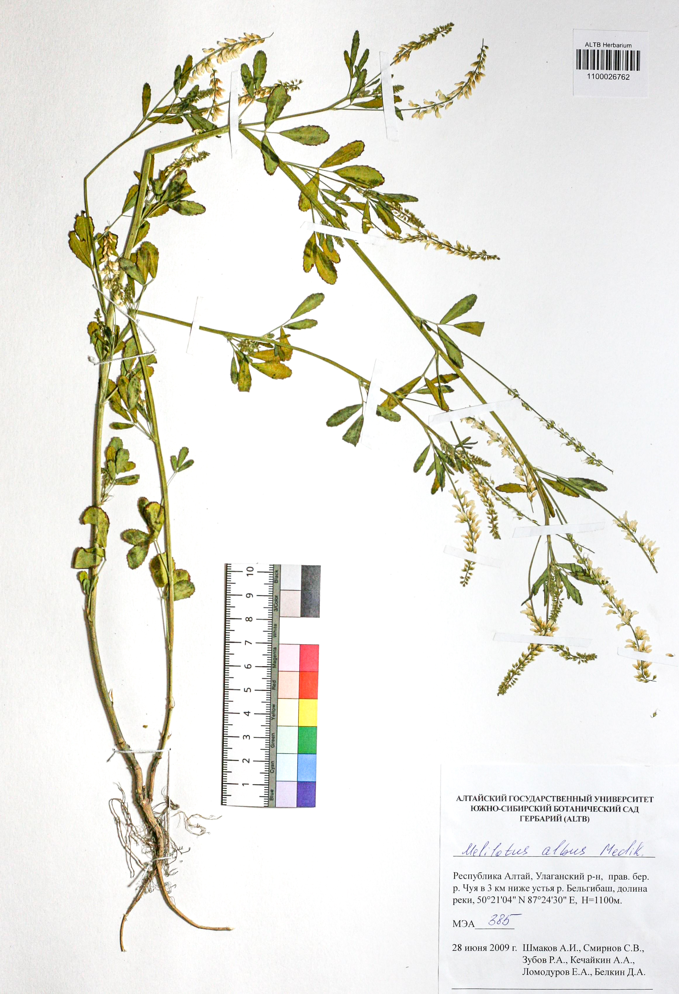 Melilotus albus Medik.