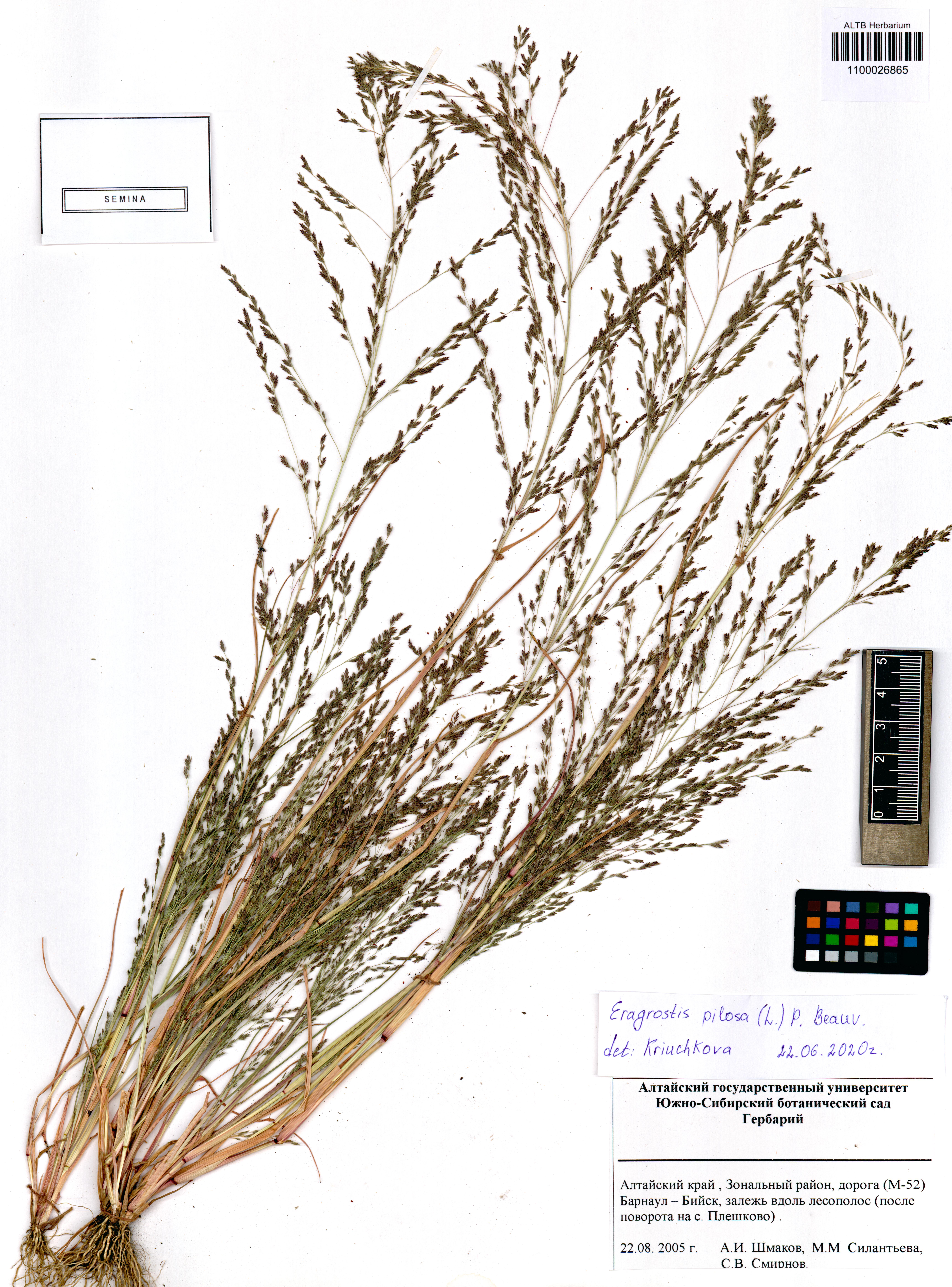 Eragrostis pilosa (L.) P. Beauv.