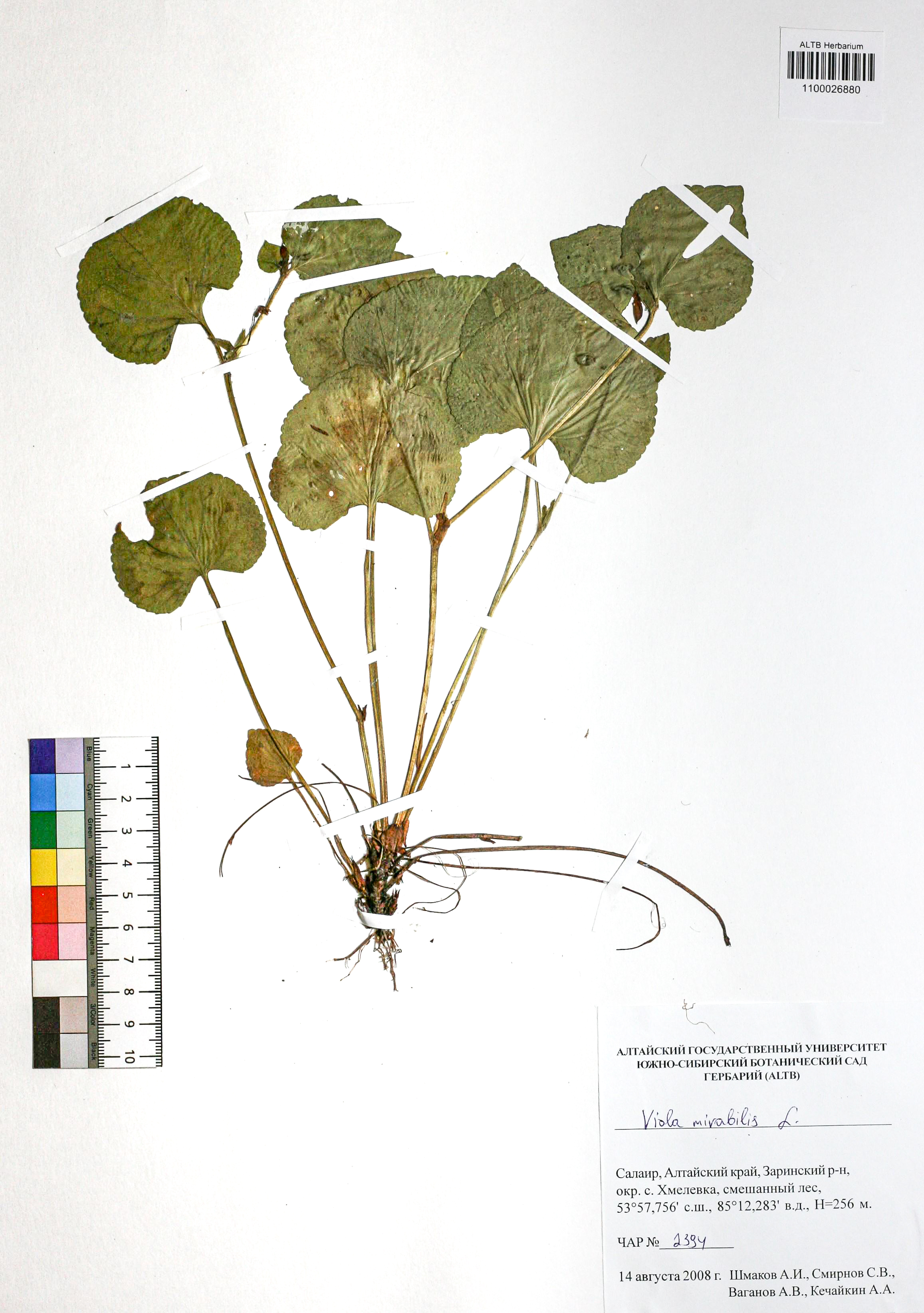Viola mirabilis L.