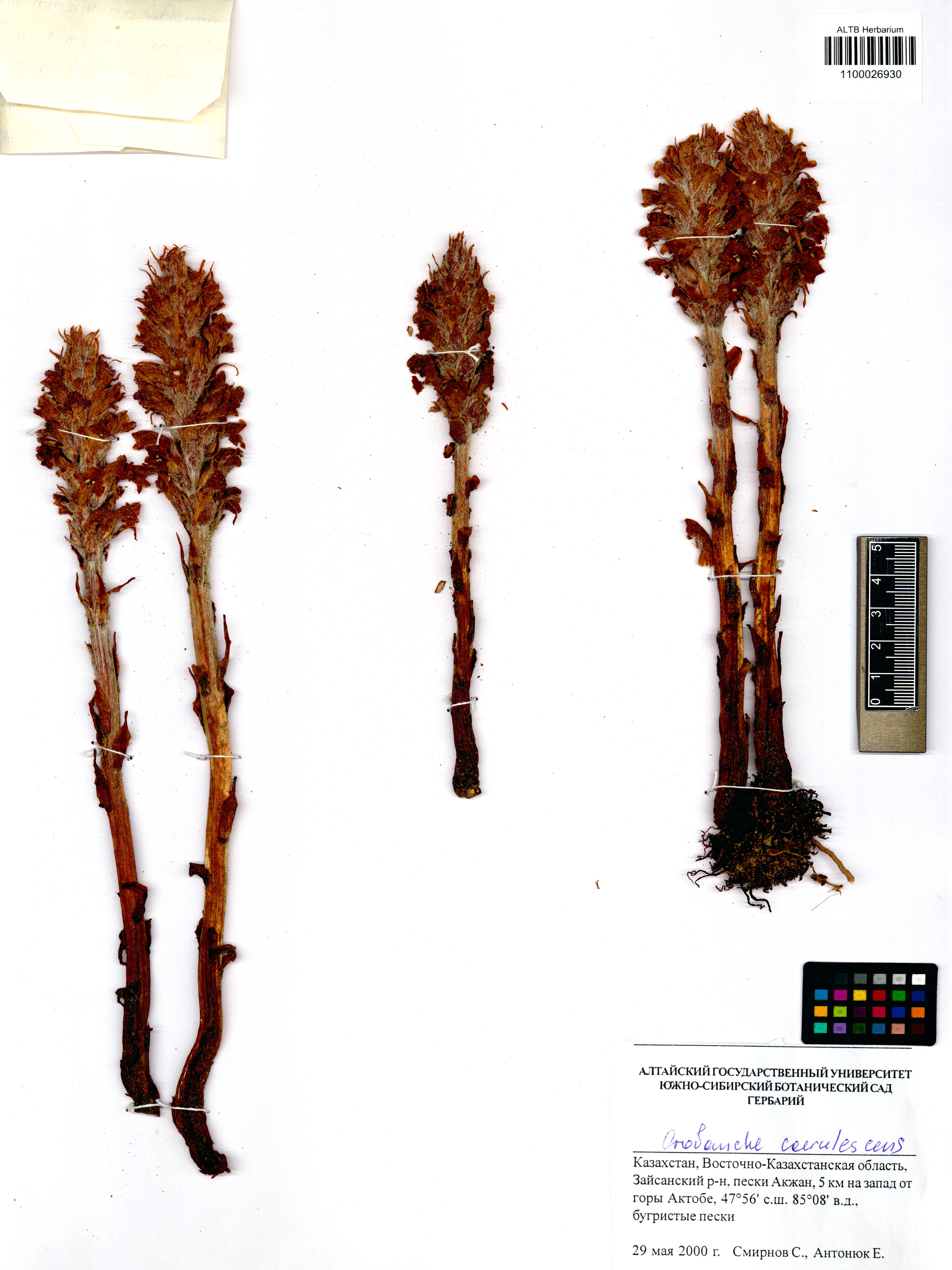 Orobanche coerulescens Stephan