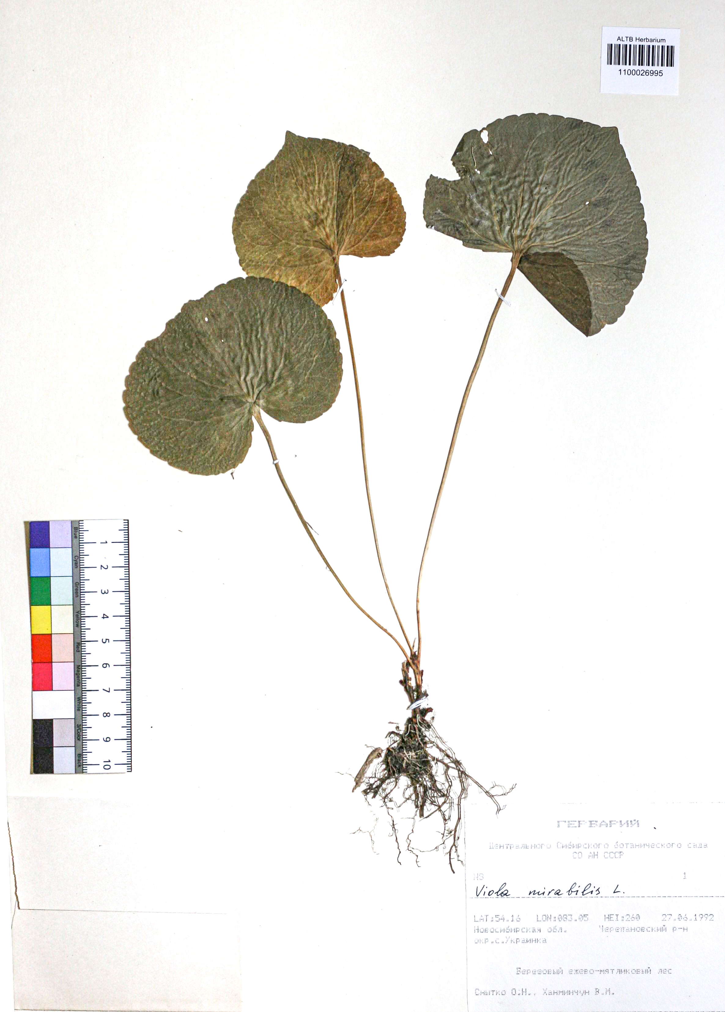 Viola mirabilis L.