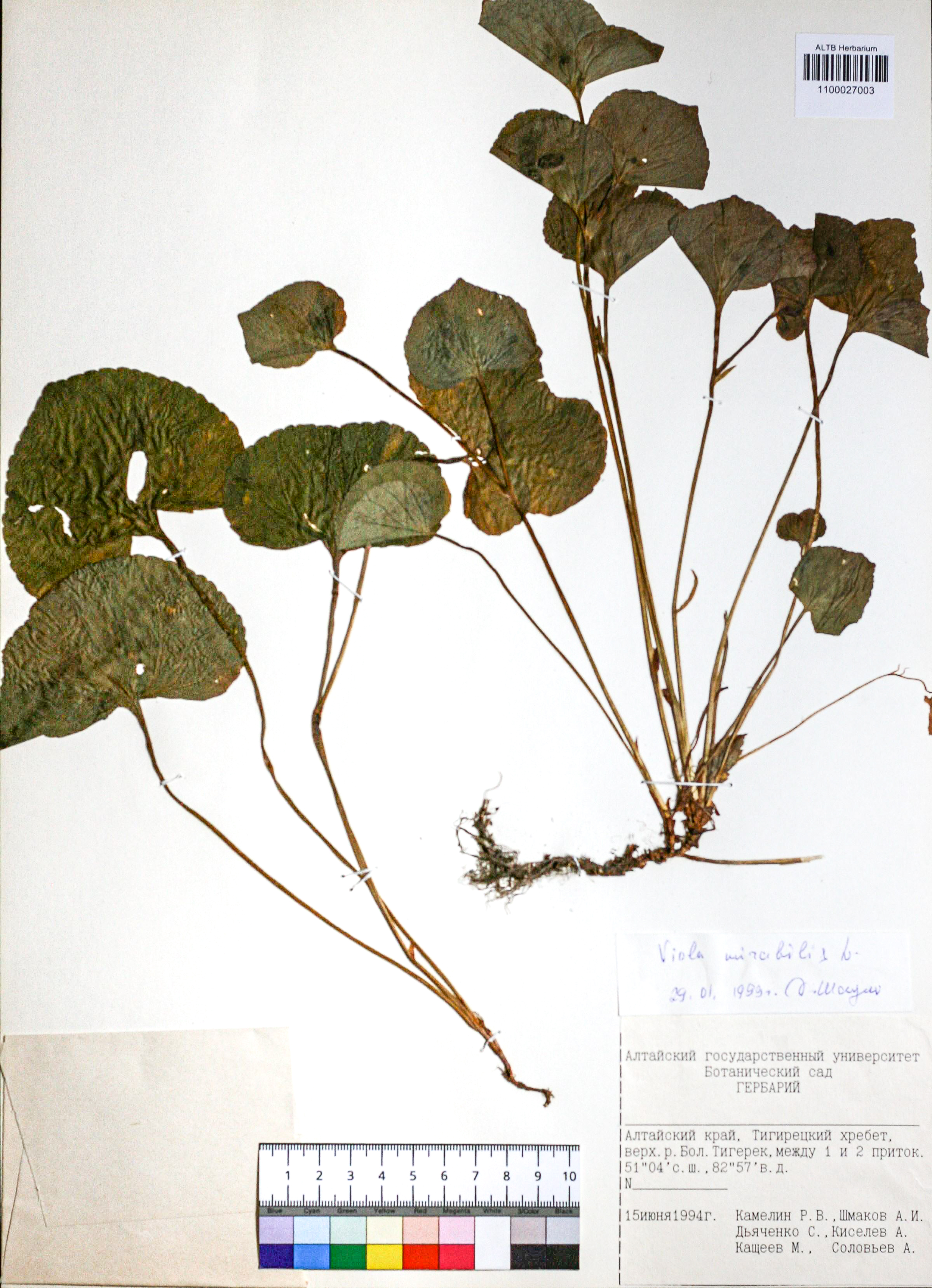 Viola mirabilis L.