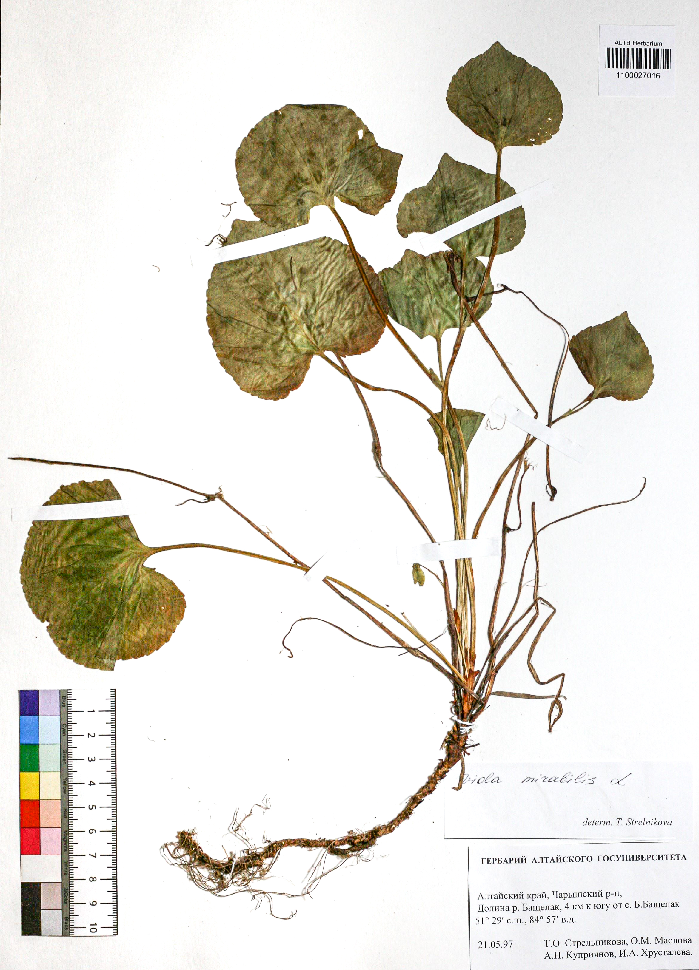 Viola mirabilis L.