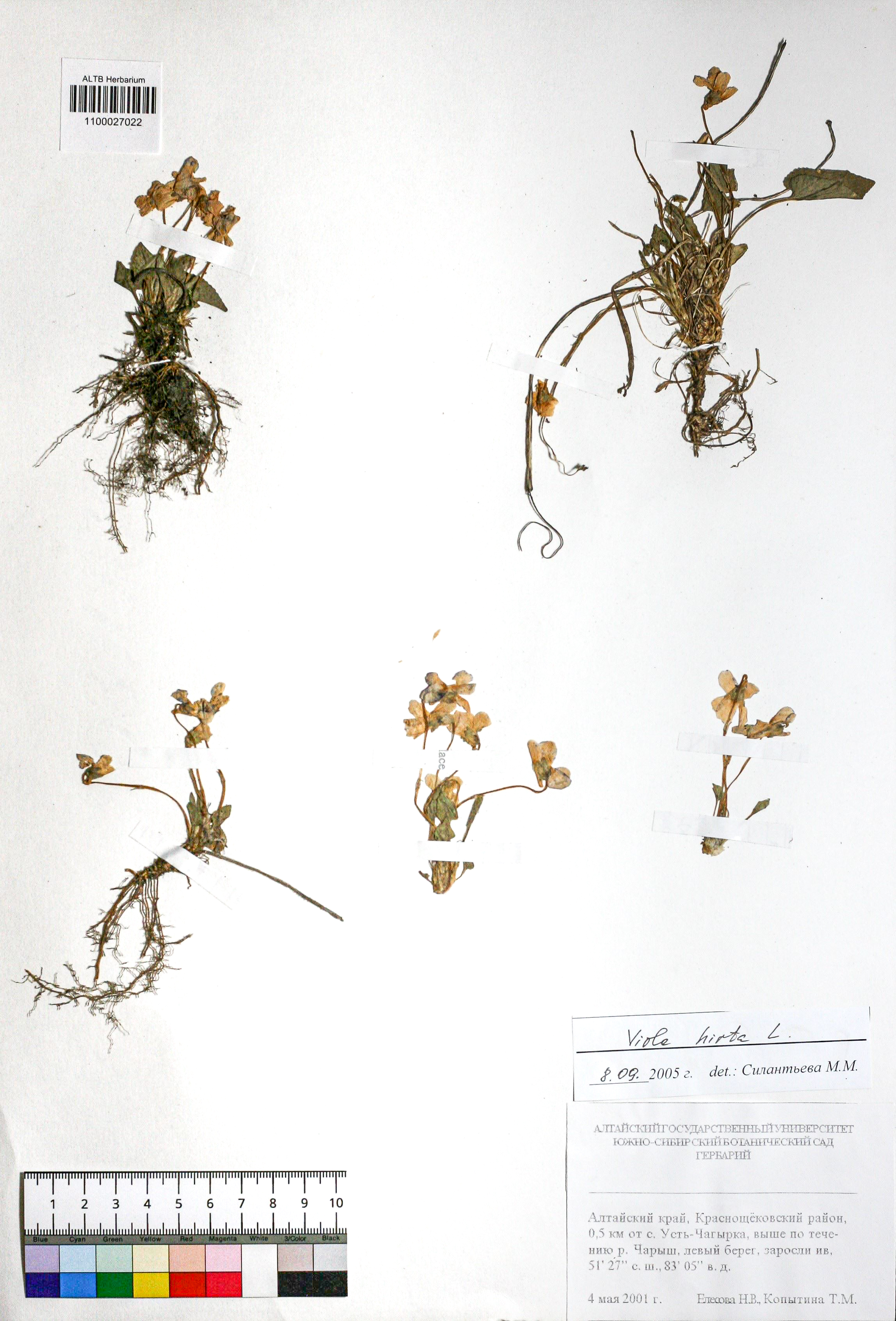 Viola hirta L.