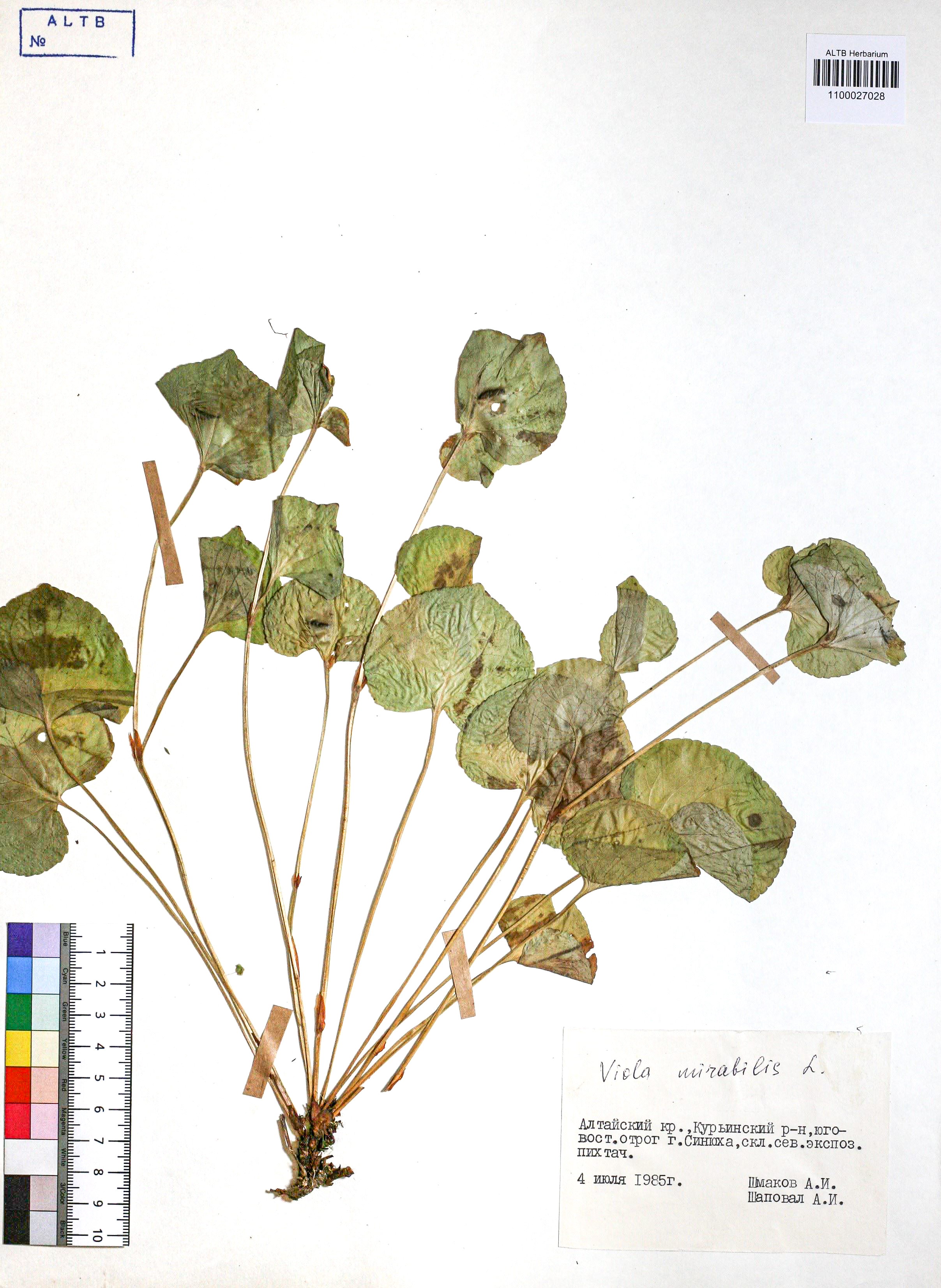 Viola mirabilis L.