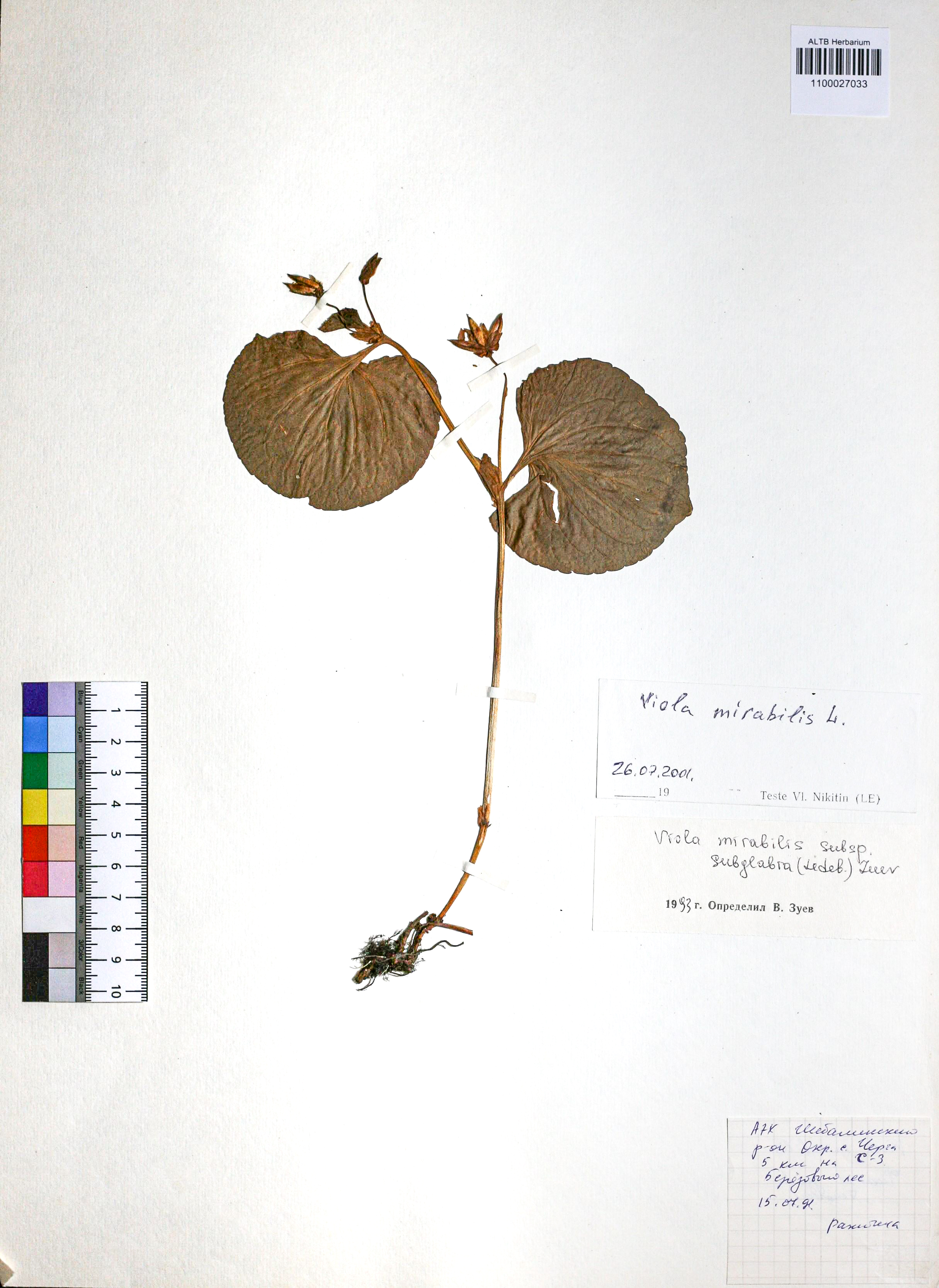 Viola mirabilis L.