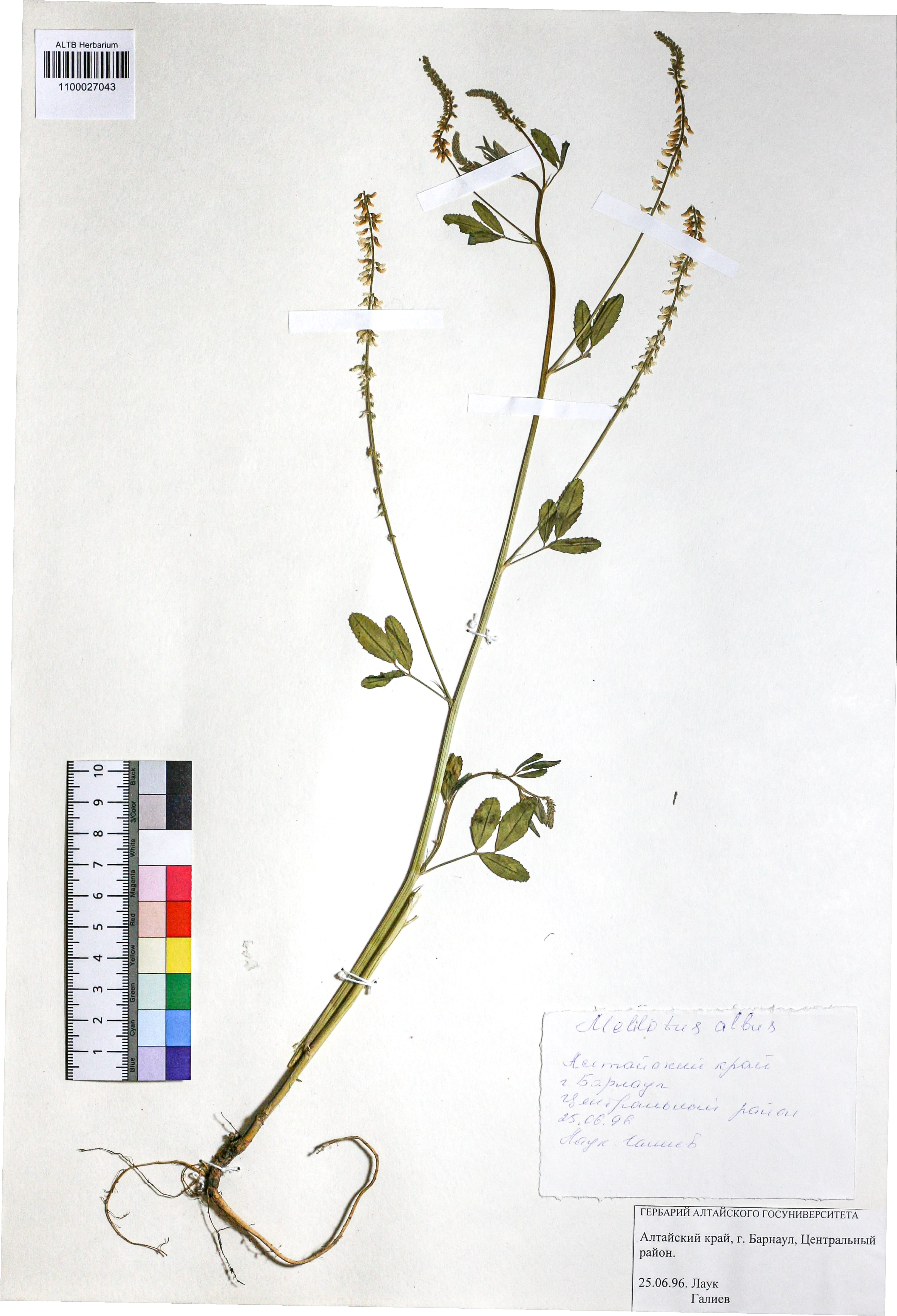 Melilotus albus Medik.