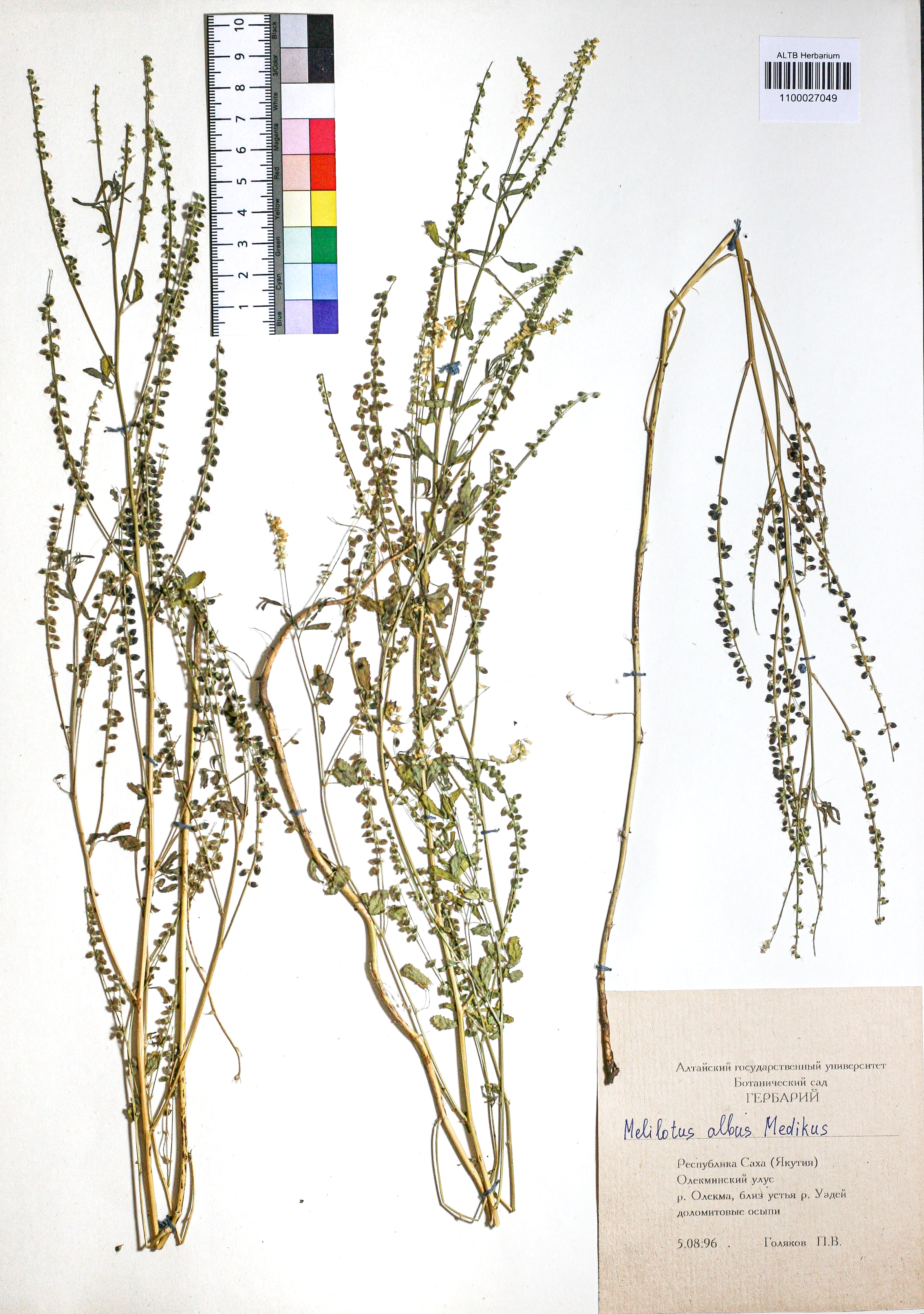 Melilotus albus Medik.
