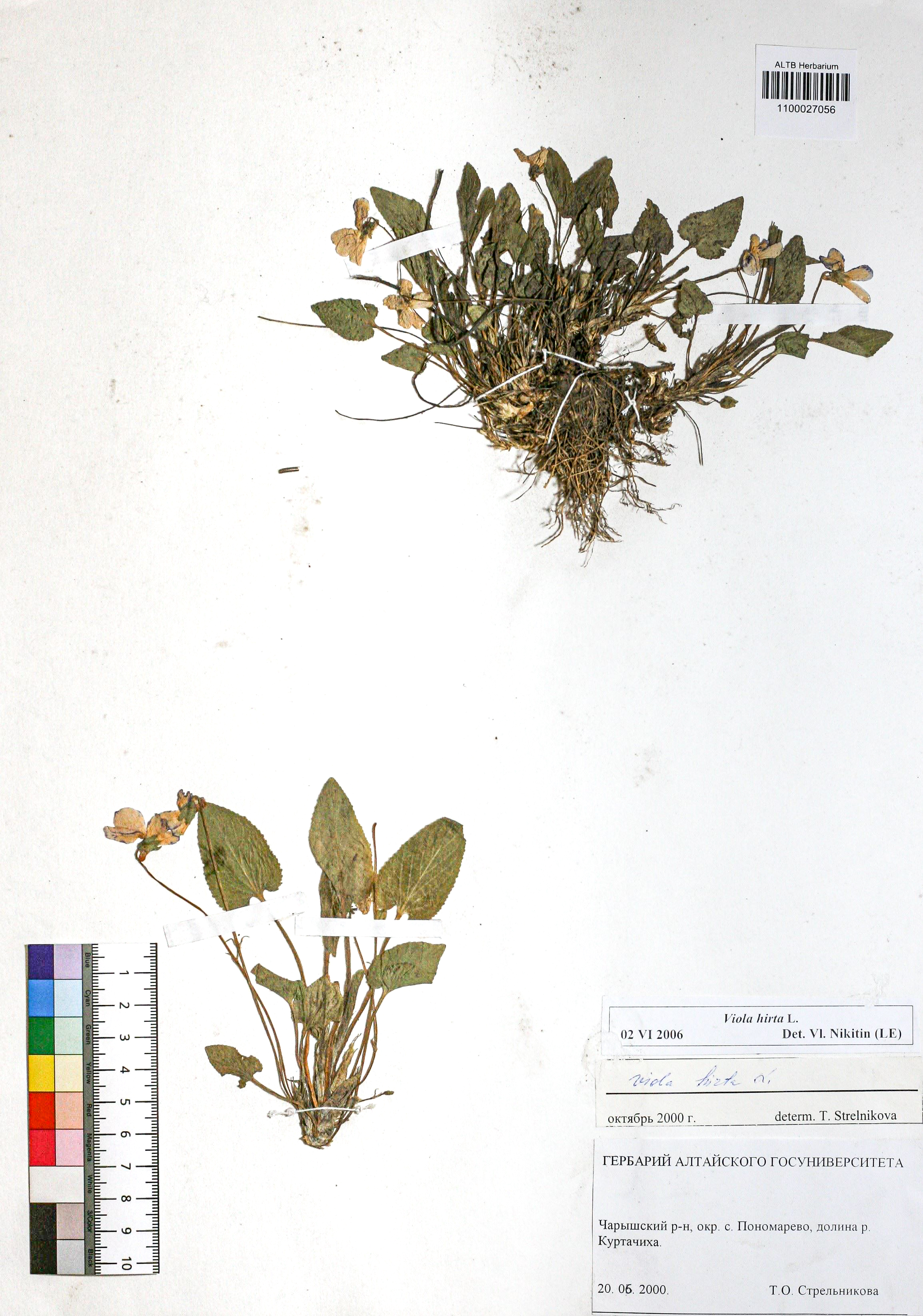 Viola hirta L.