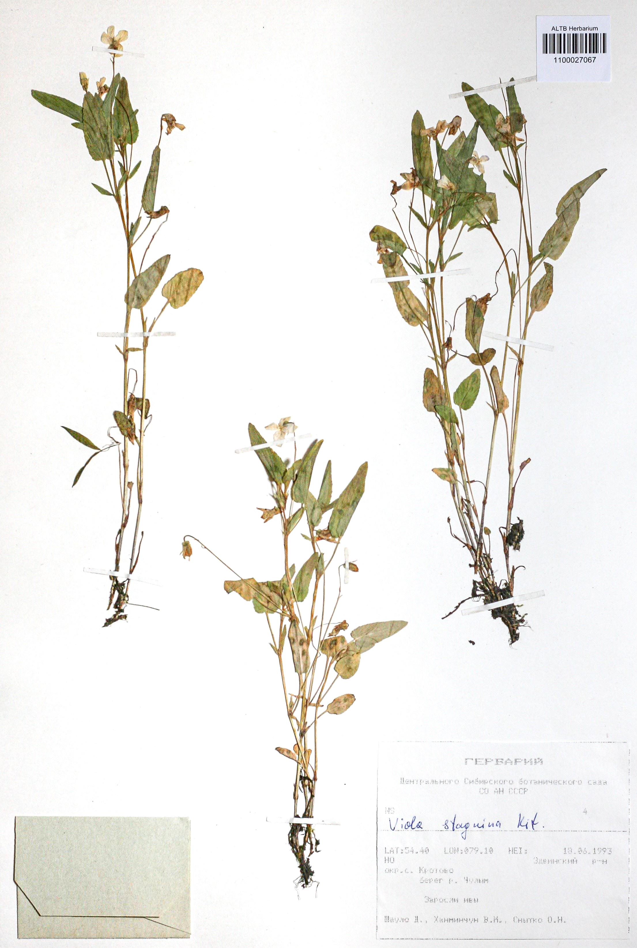 Viola stagnina Schult.
