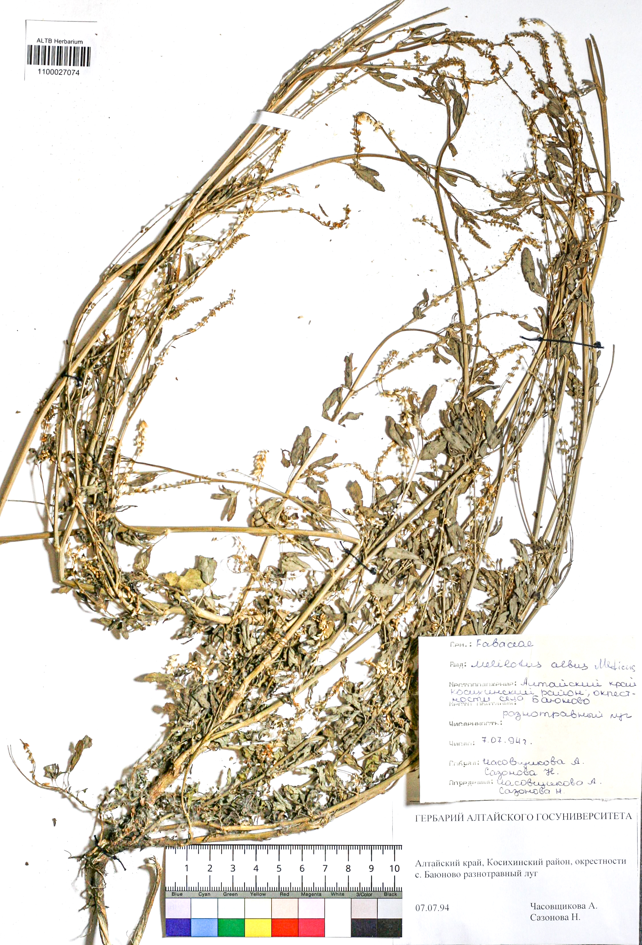 Melilotus albus Medik.