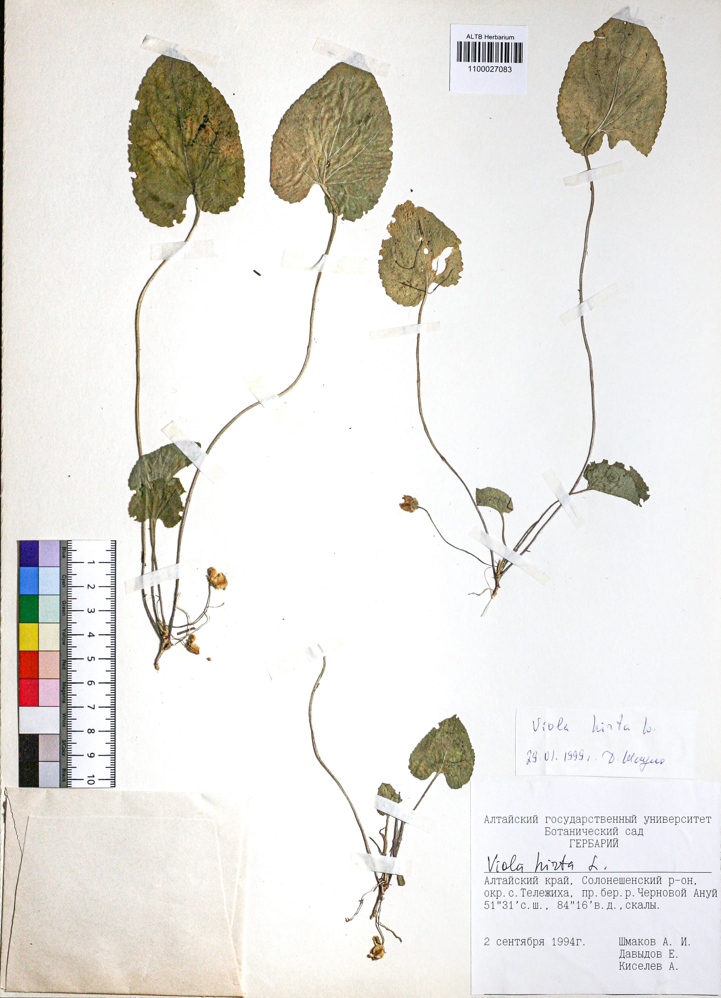 Viola hirta L.