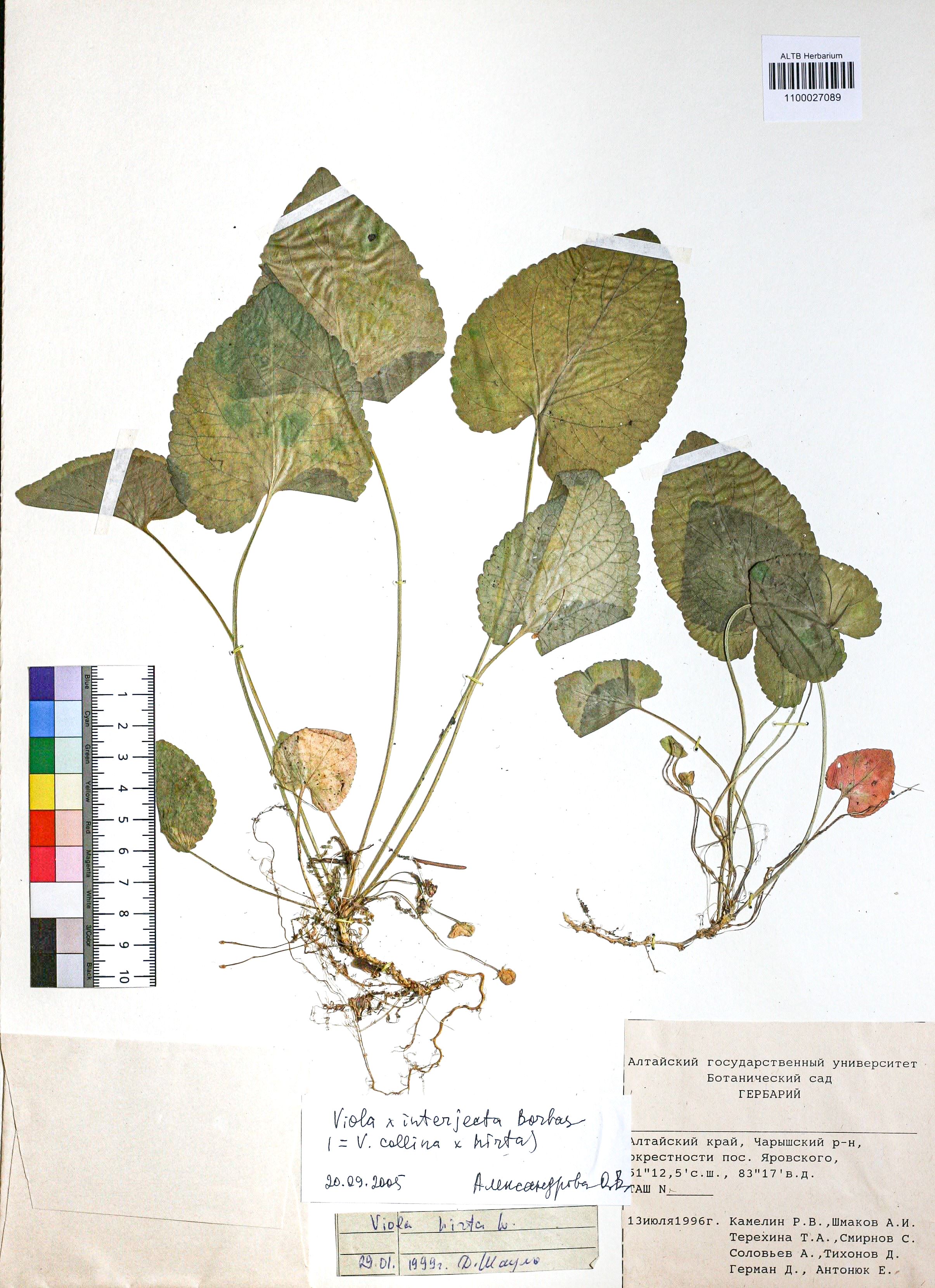 Viola interjecta Borbas