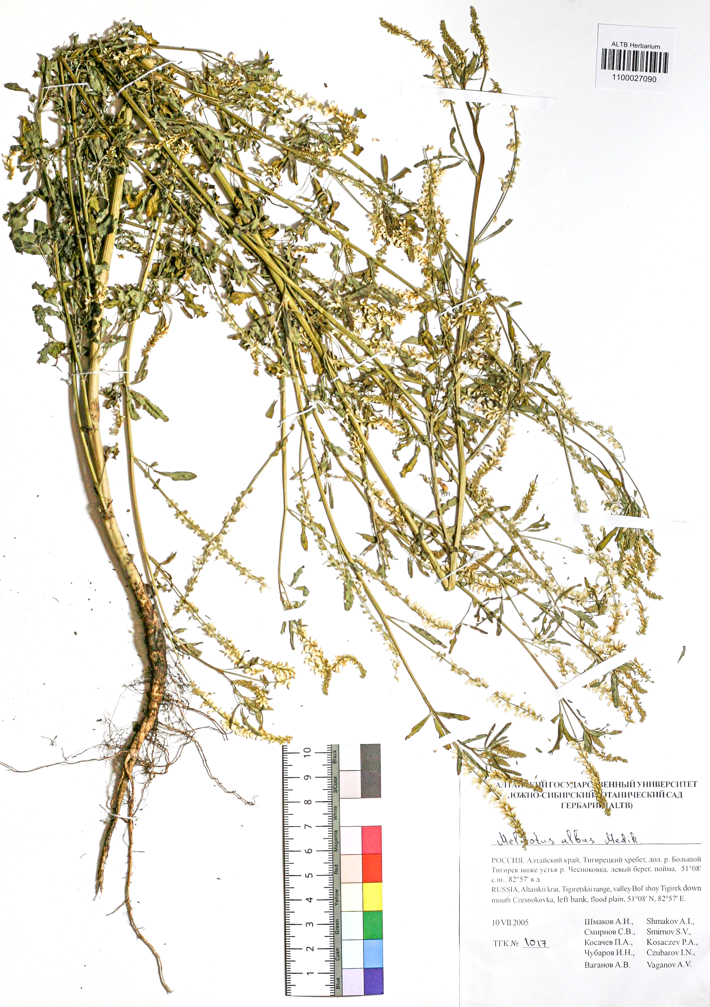 Melilotus albus Medik.