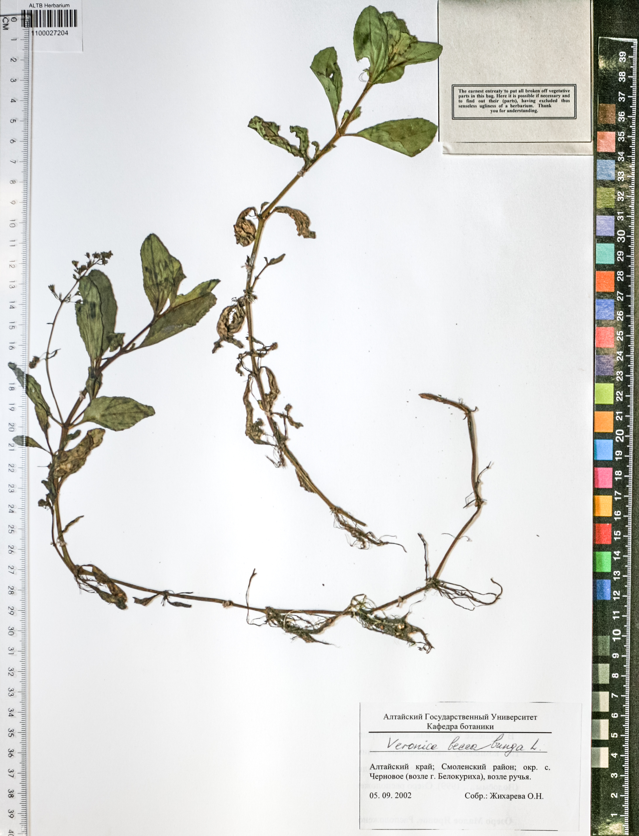 Veronica beccabunga L.
