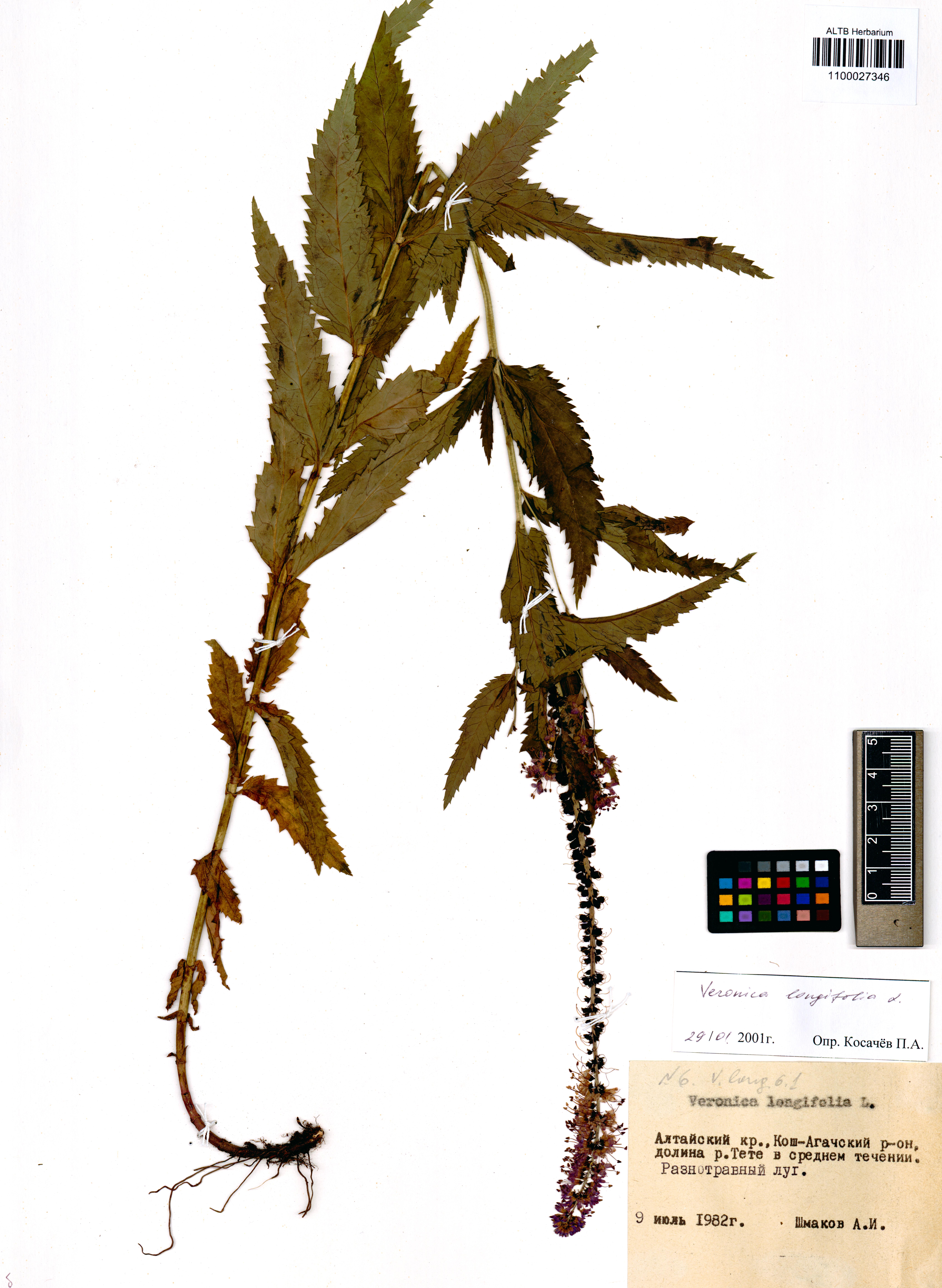 Scrophulariaceae,Veronica longifolia L.