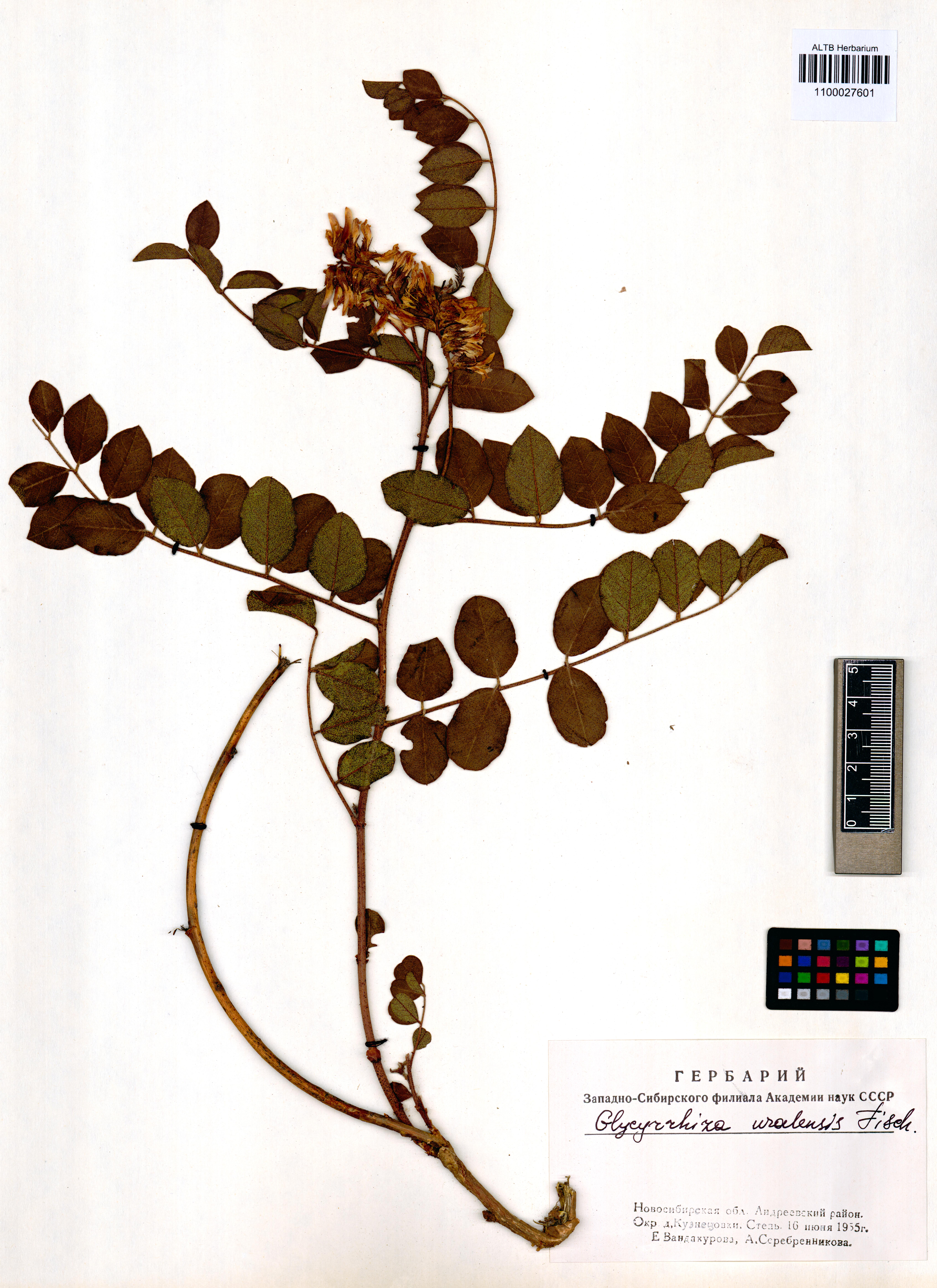 Glycyrrhiza uralensis Fisch. ex DC.