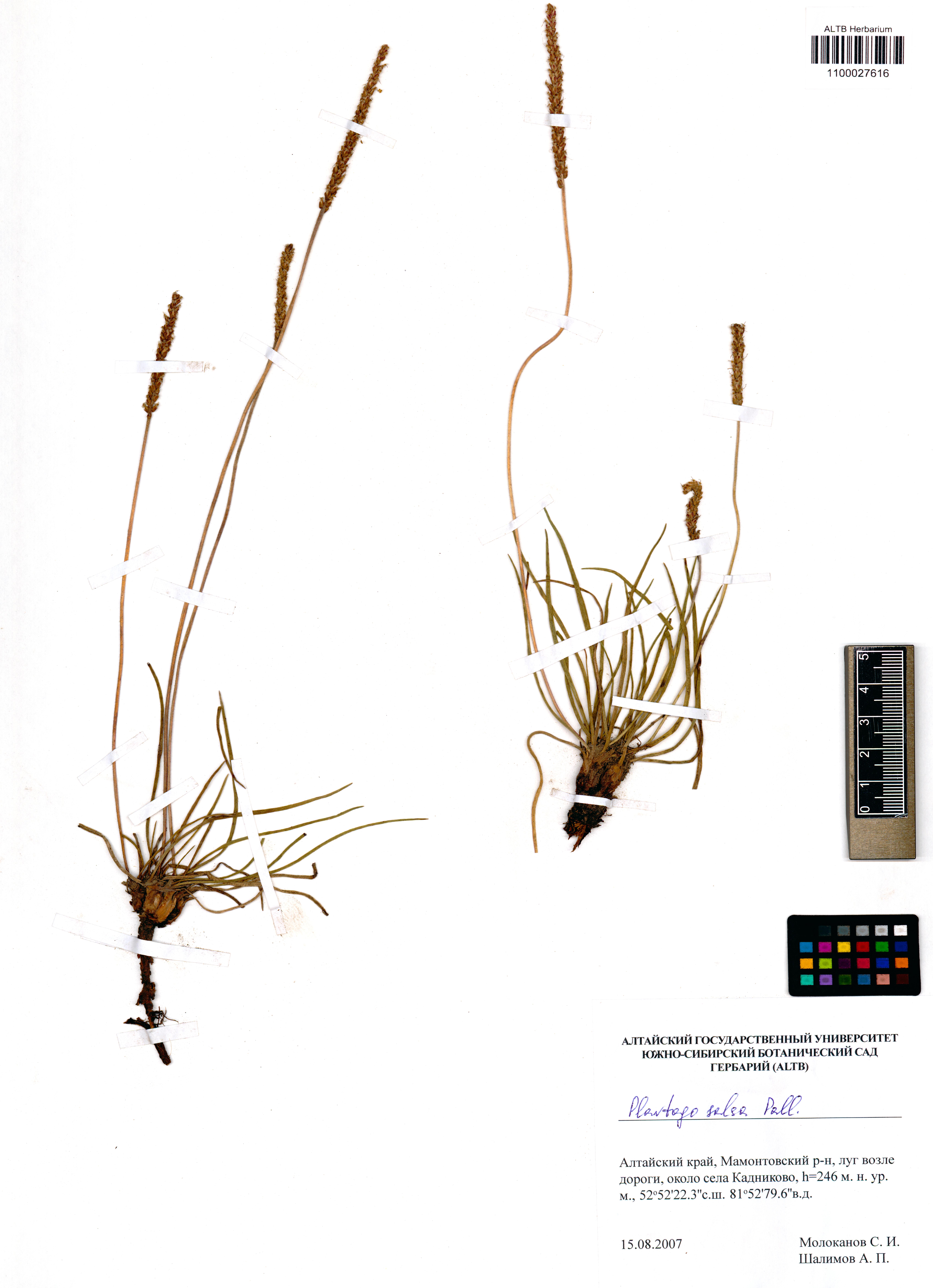 Plantago salsa Pall.