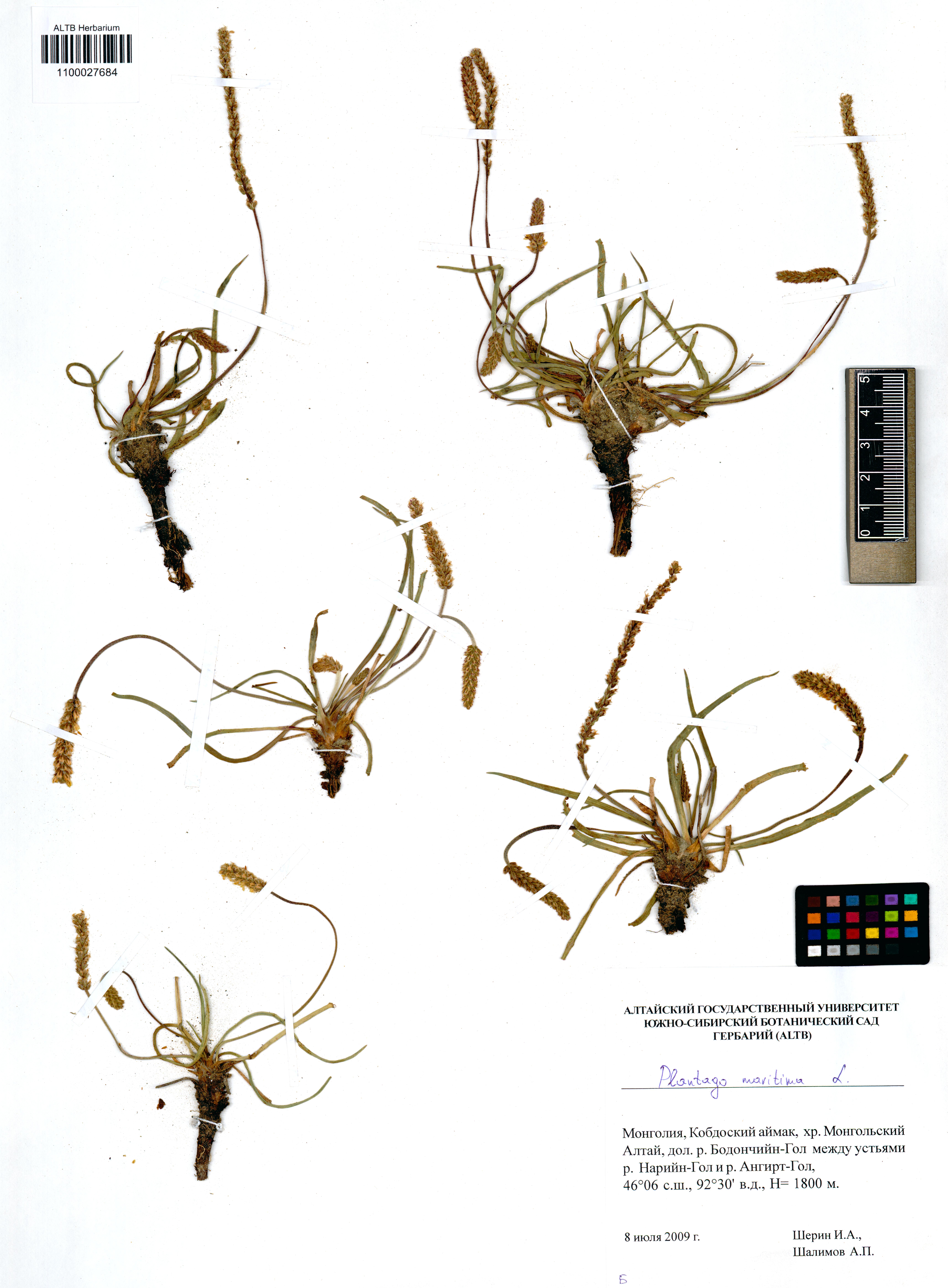 Plantago maritima L.